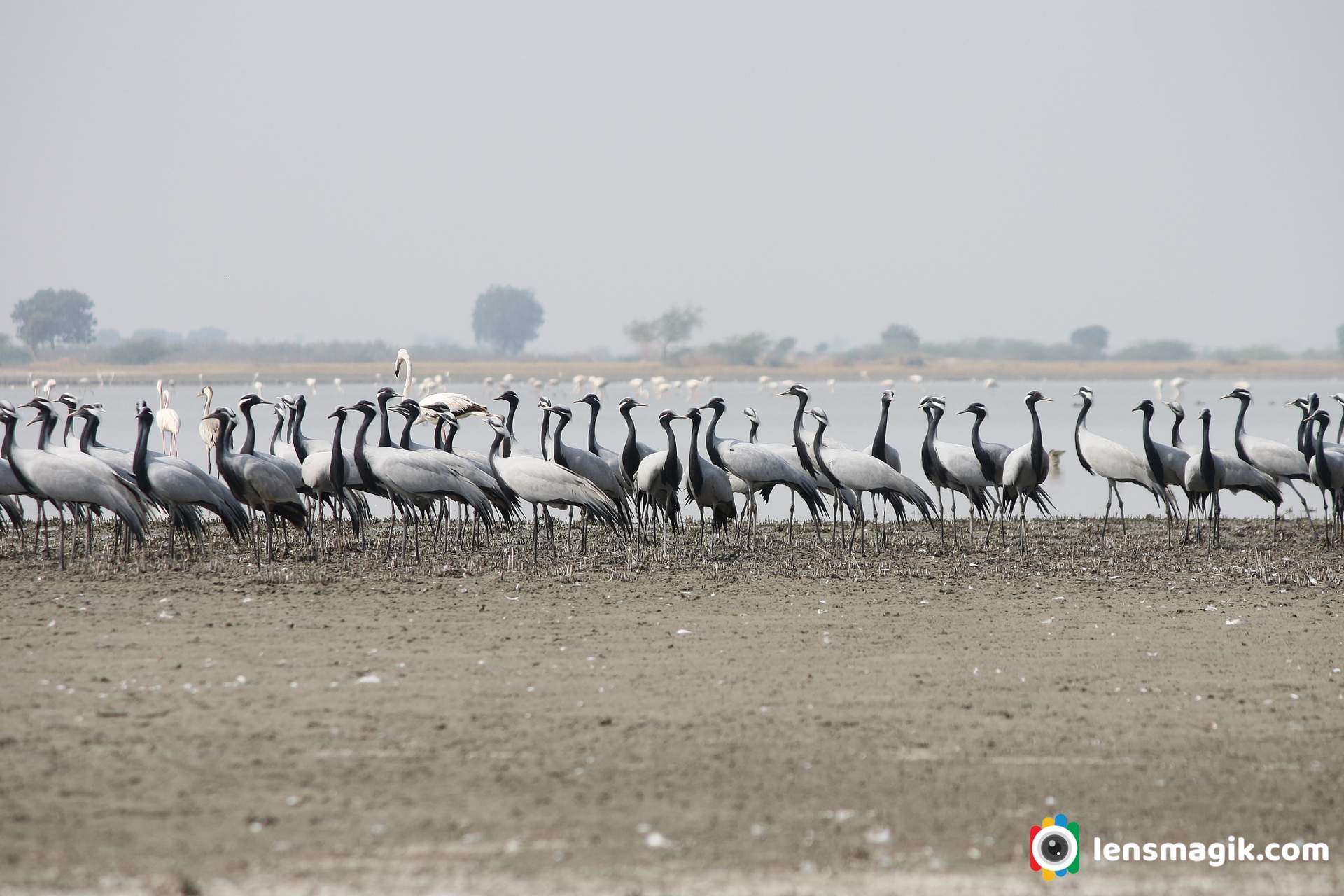 Demoiselle Crane Gujarat