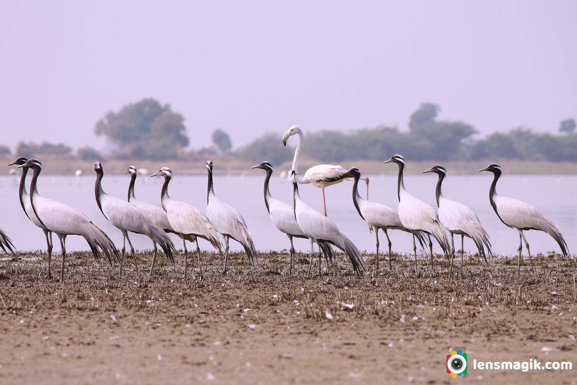 Demoiselle Crane facts