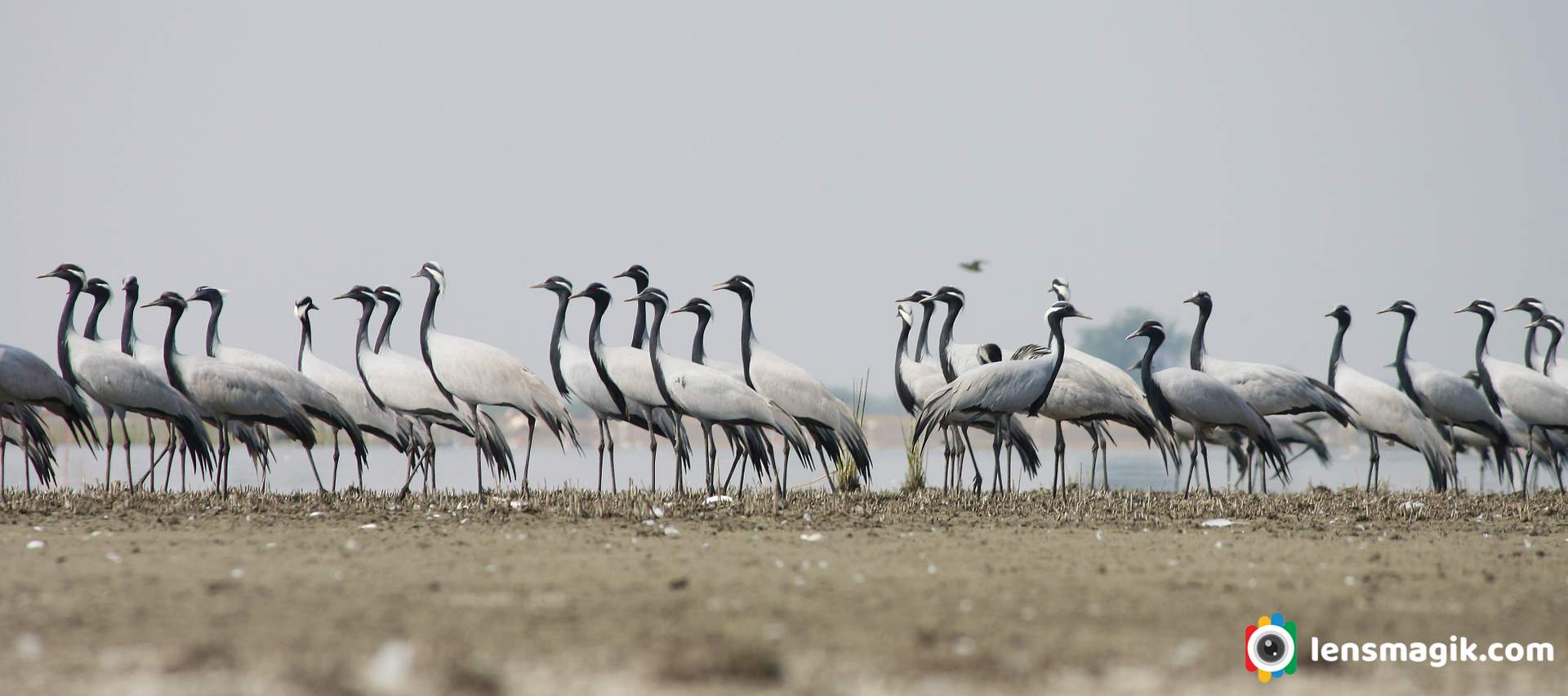 Nal Sarovar Birds