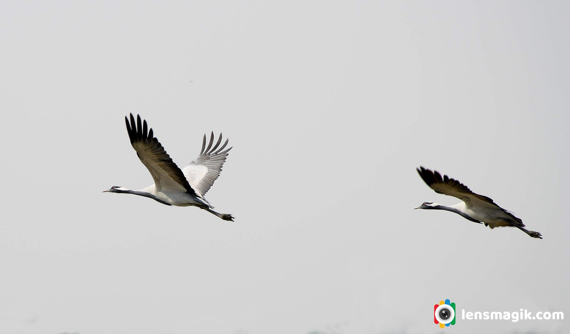 Bird Sanctuary Gujarat