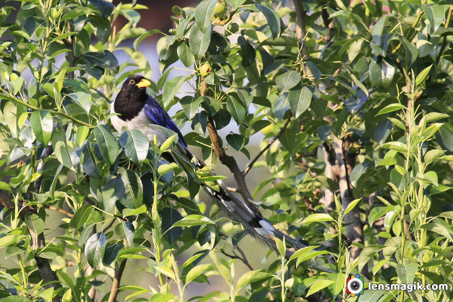 Birds of Manali