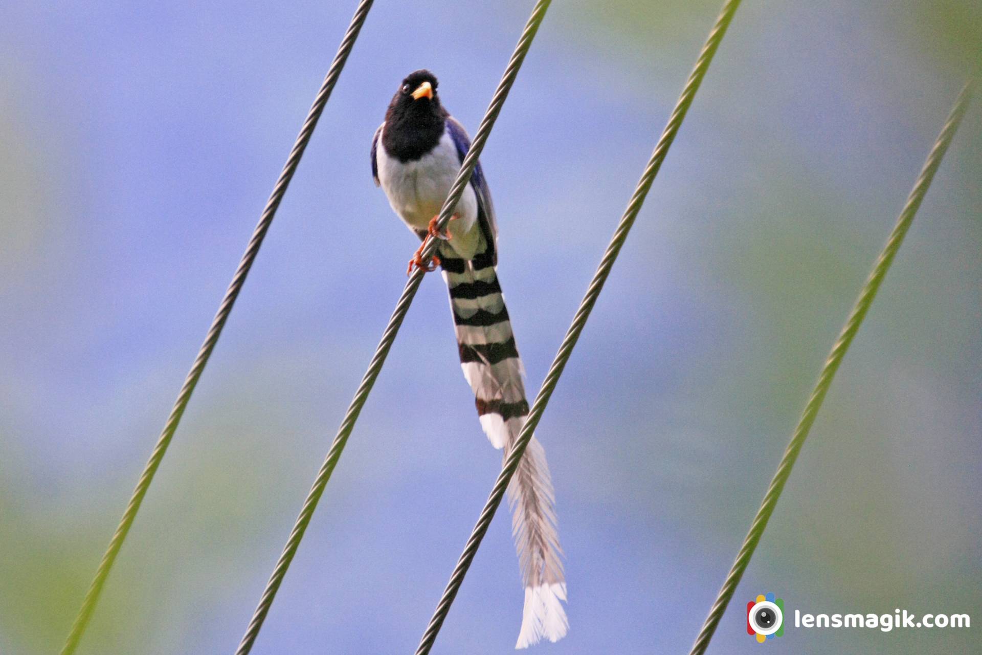 Manali Birds