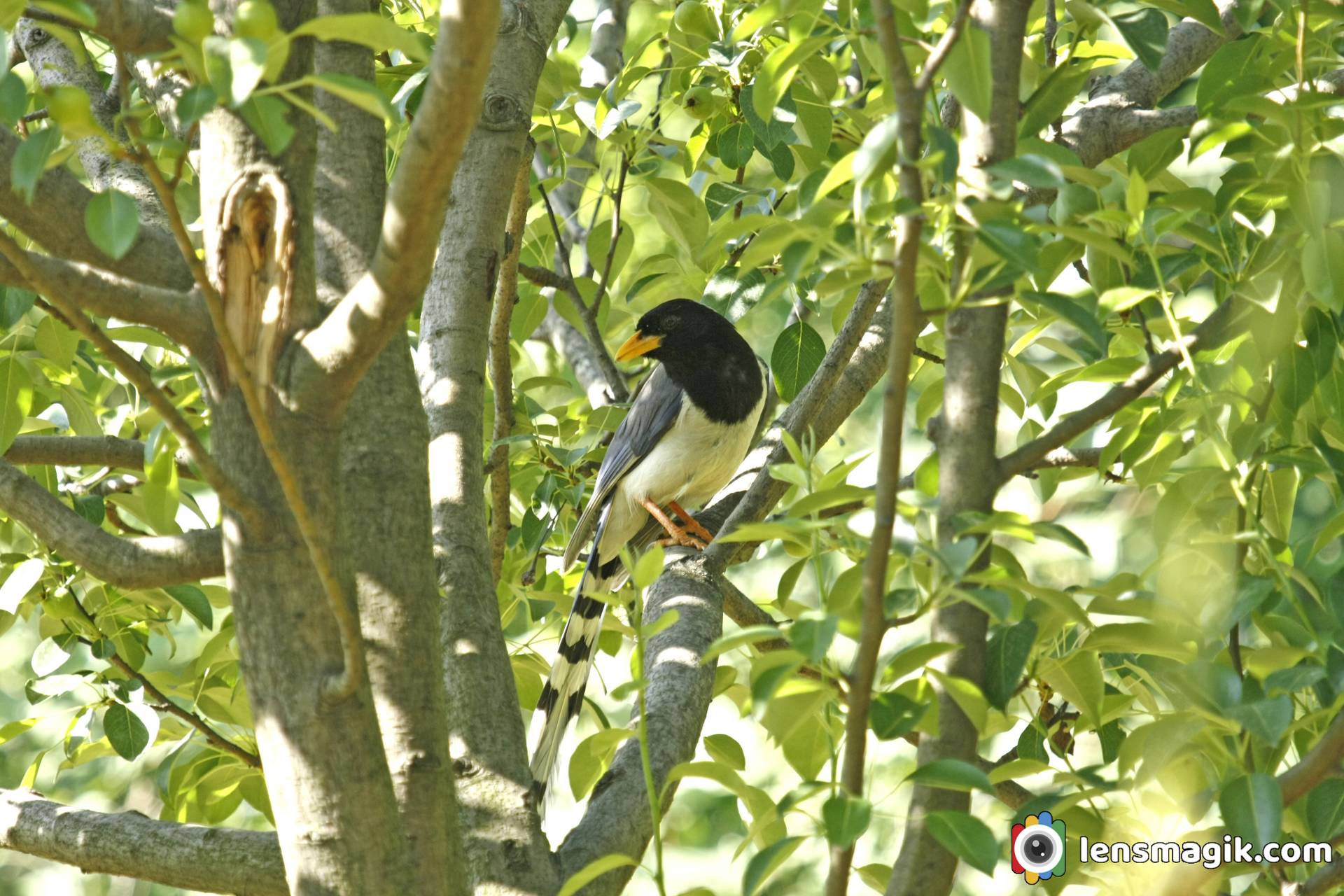 Long Tail Bird 