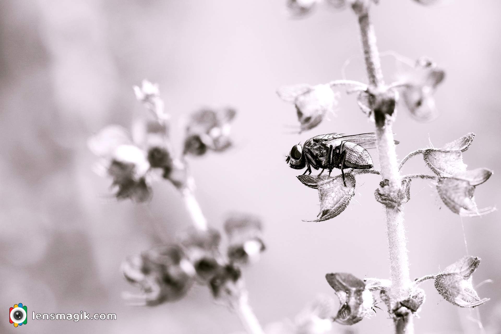 Housefly Larvae