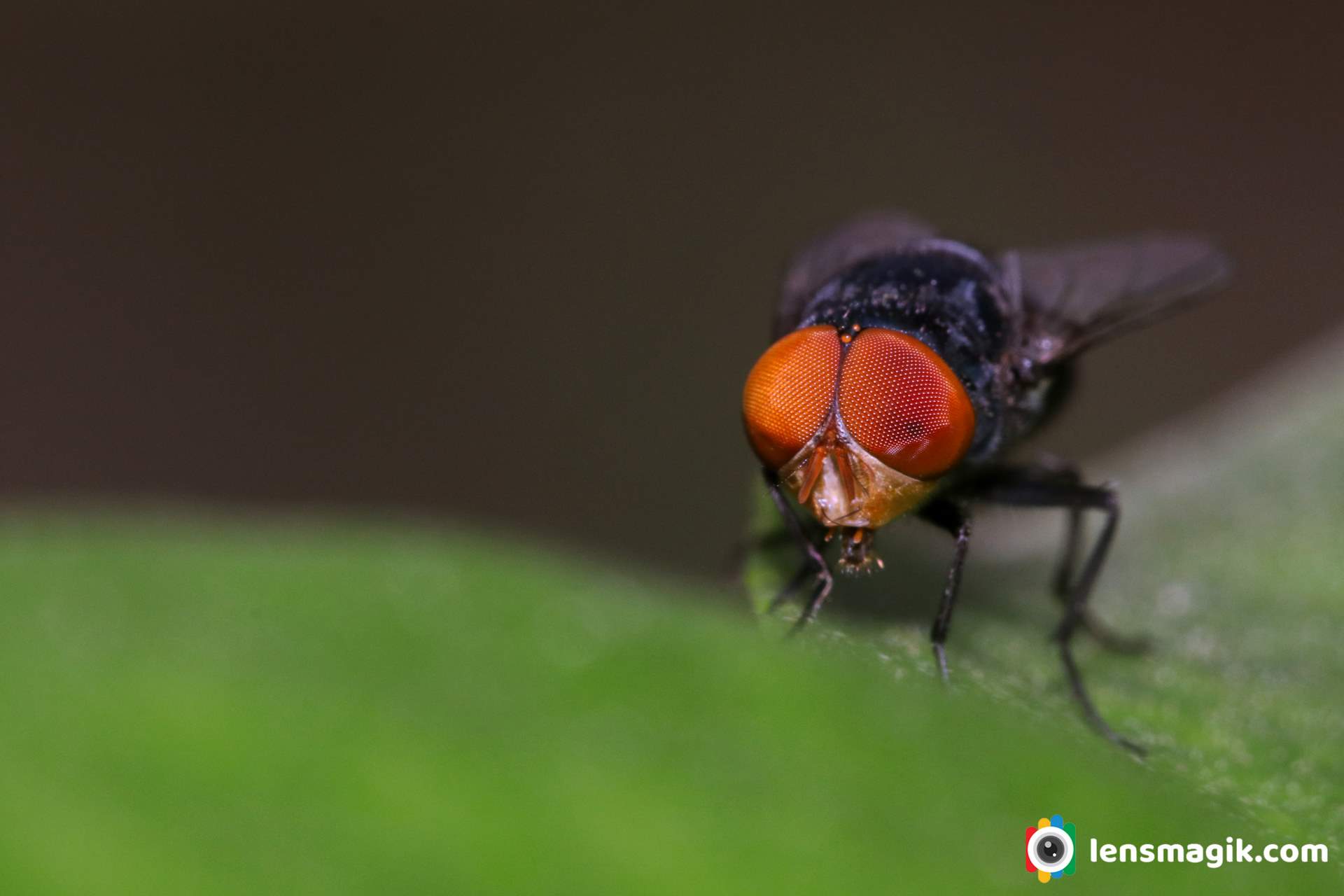 Housefly Macro Photo