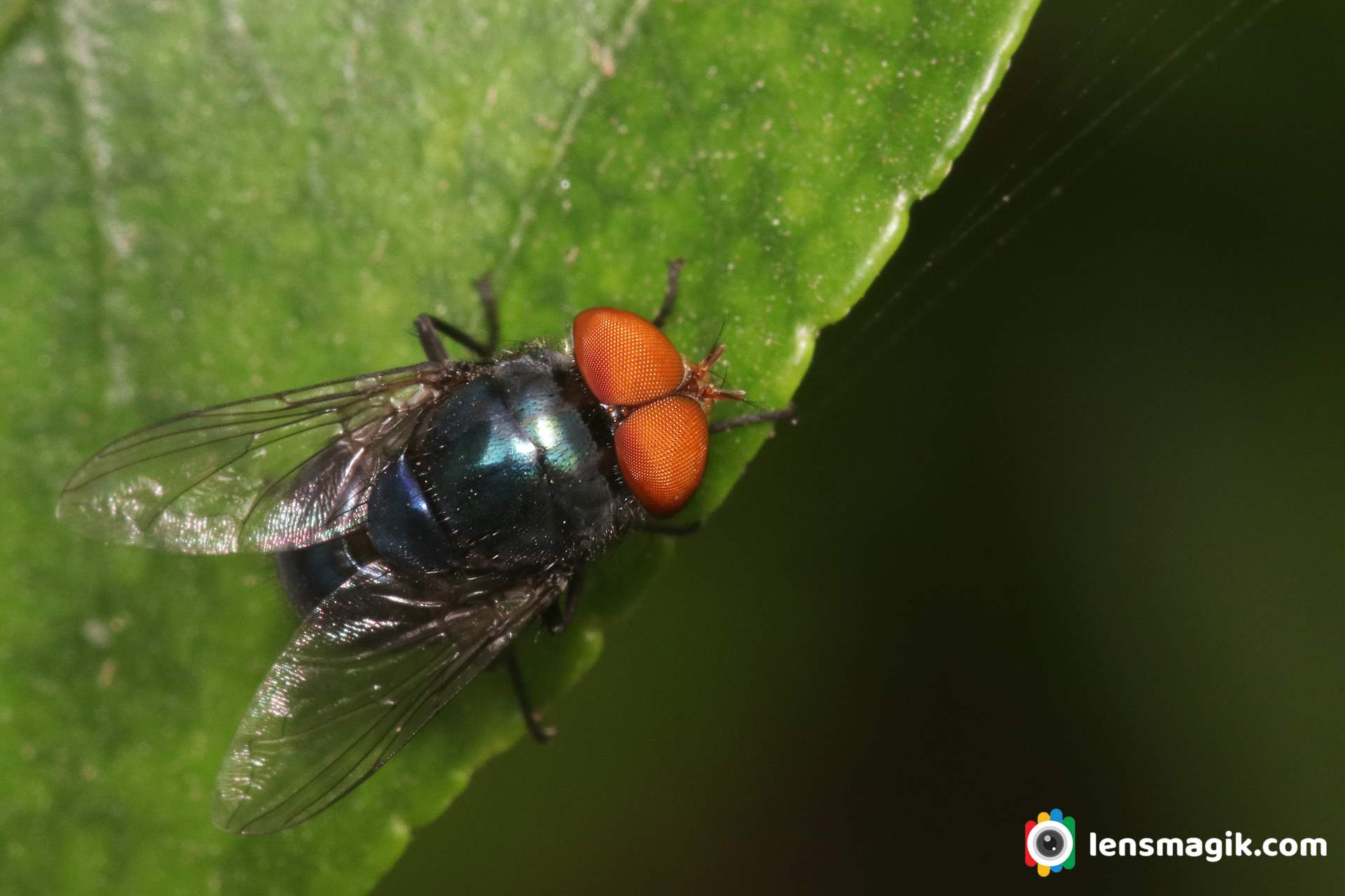 Housefly Lifecycle