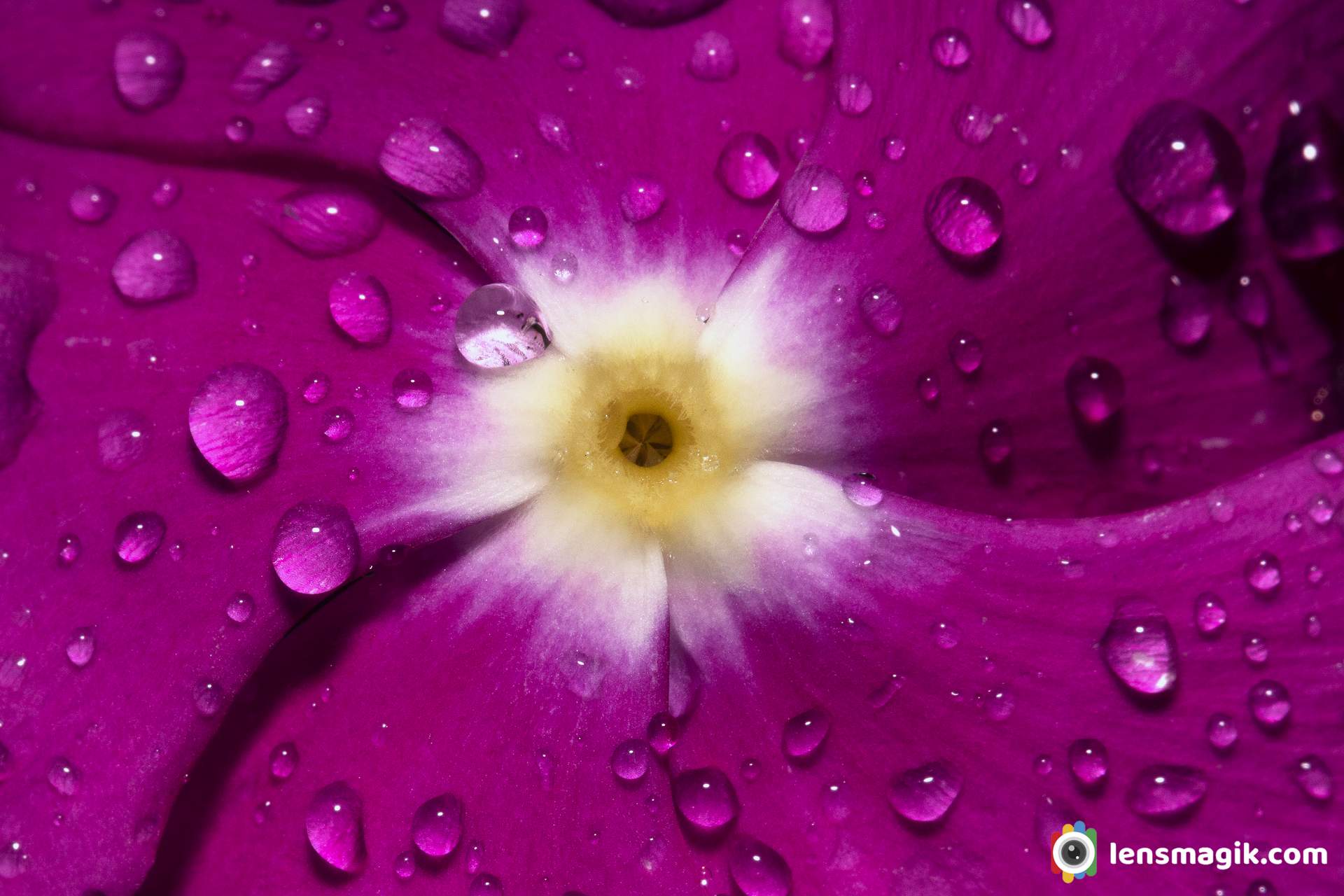 Flower with waterdrops