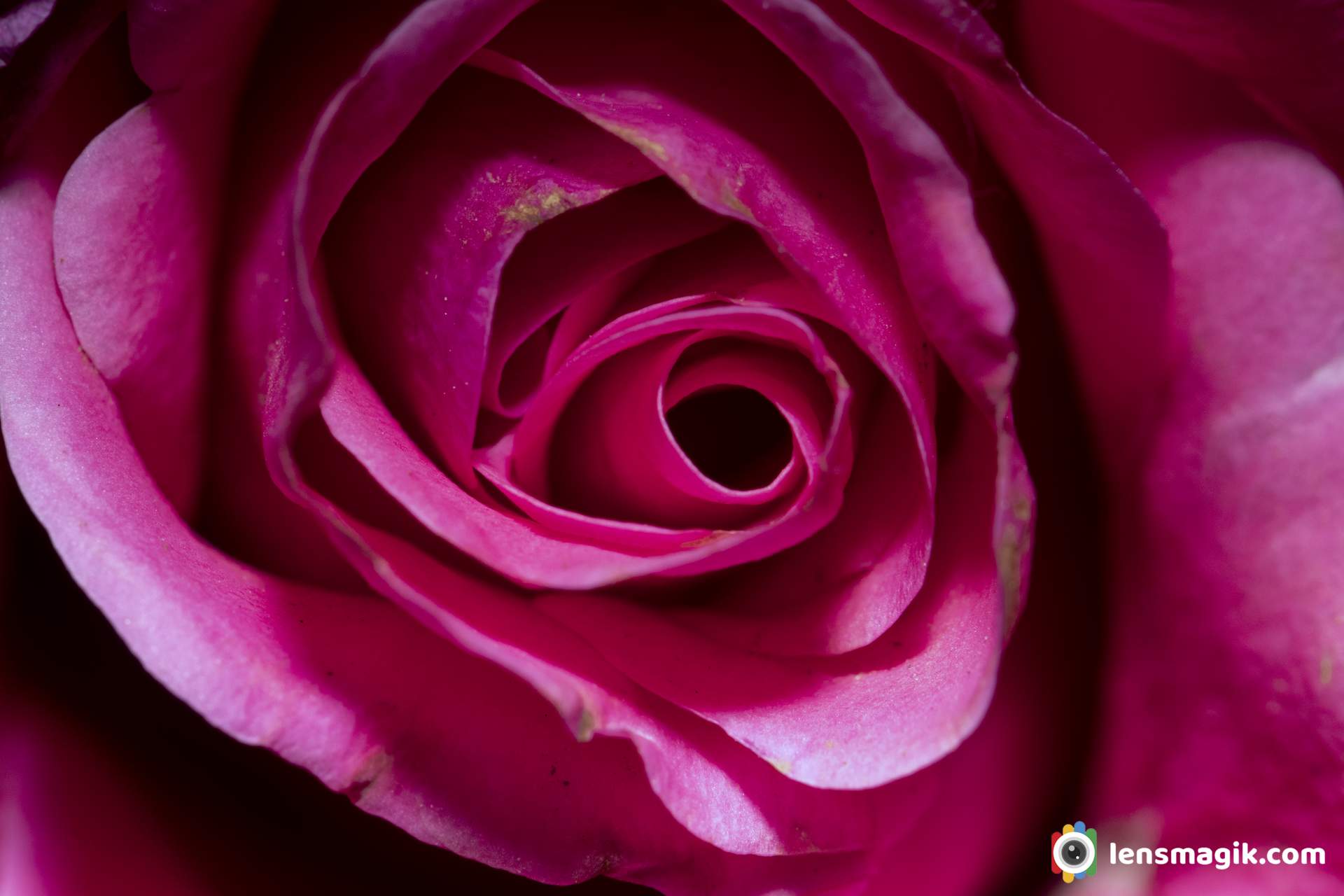 Rose flower images