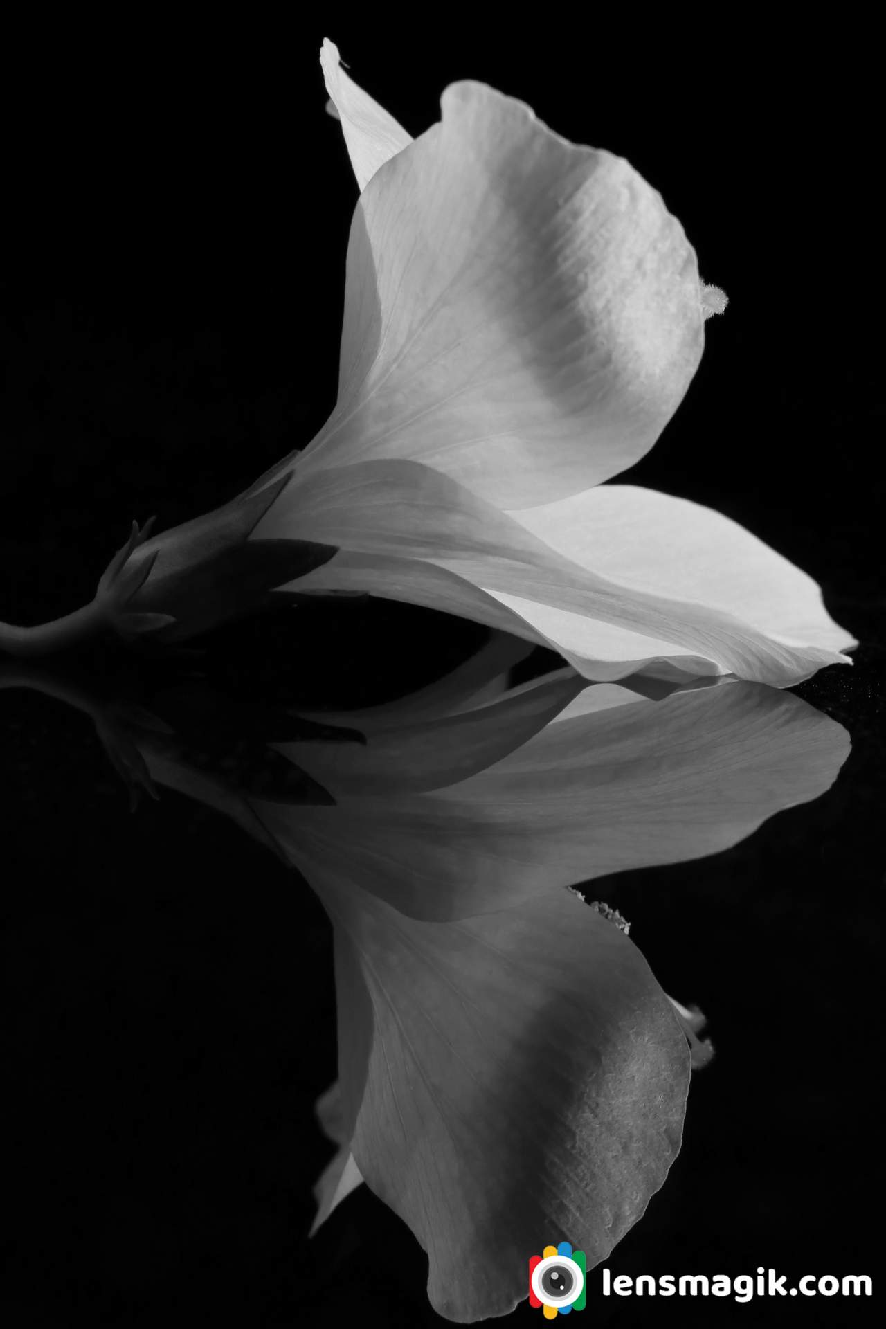 Flowers black and white photo
