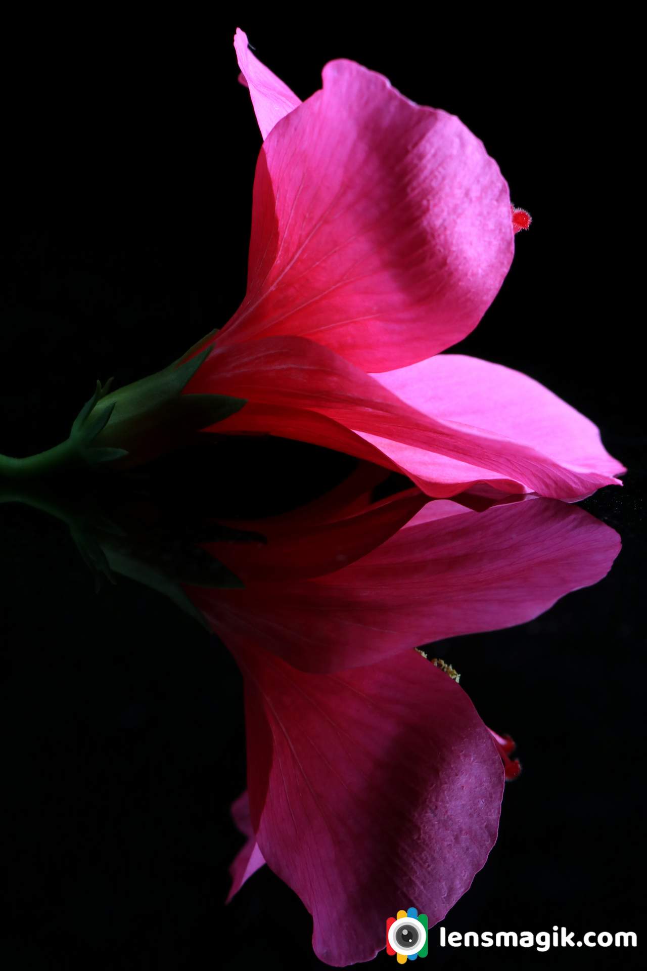 Flower reflection