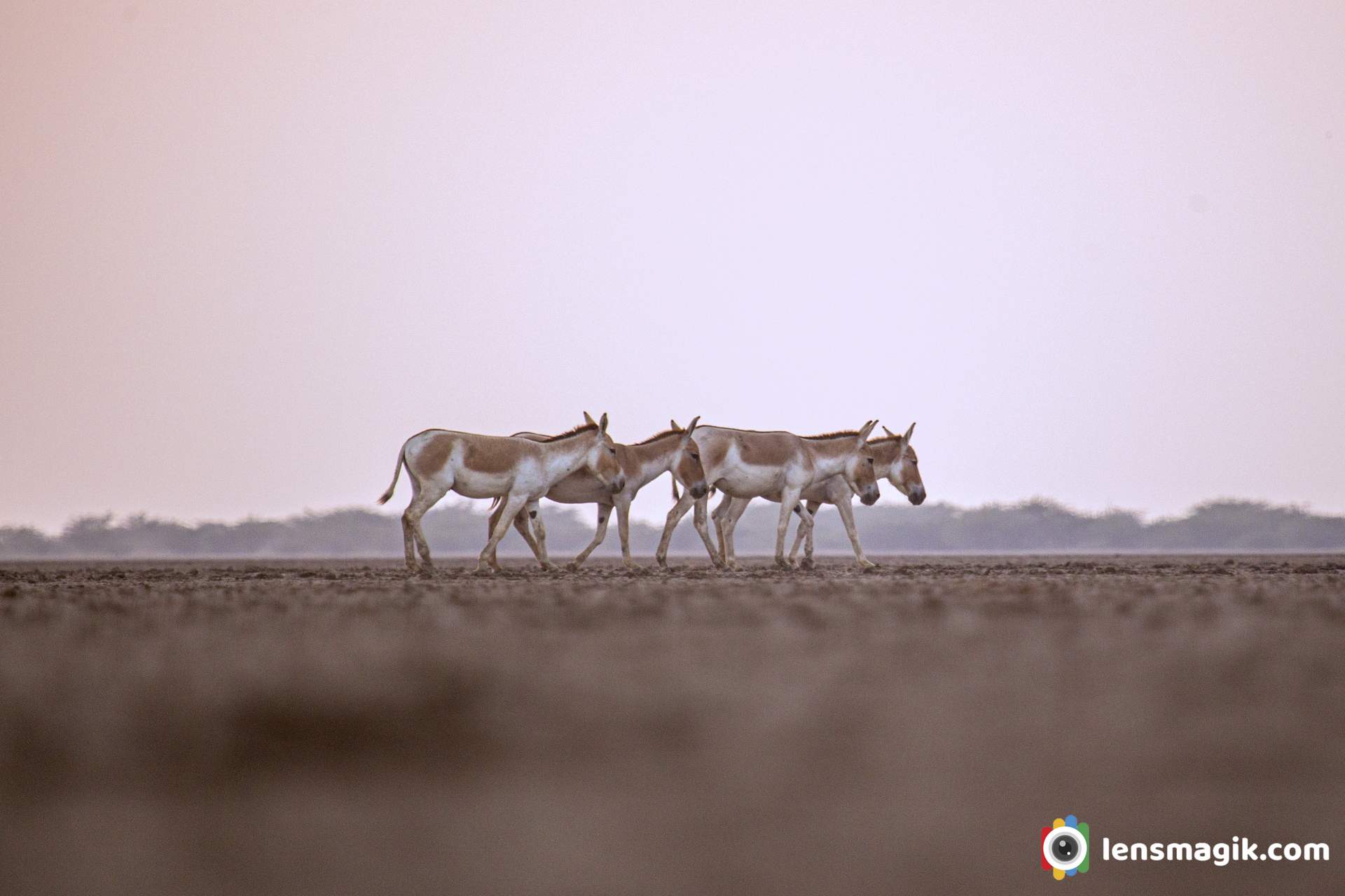 Wild Ass Gujarat