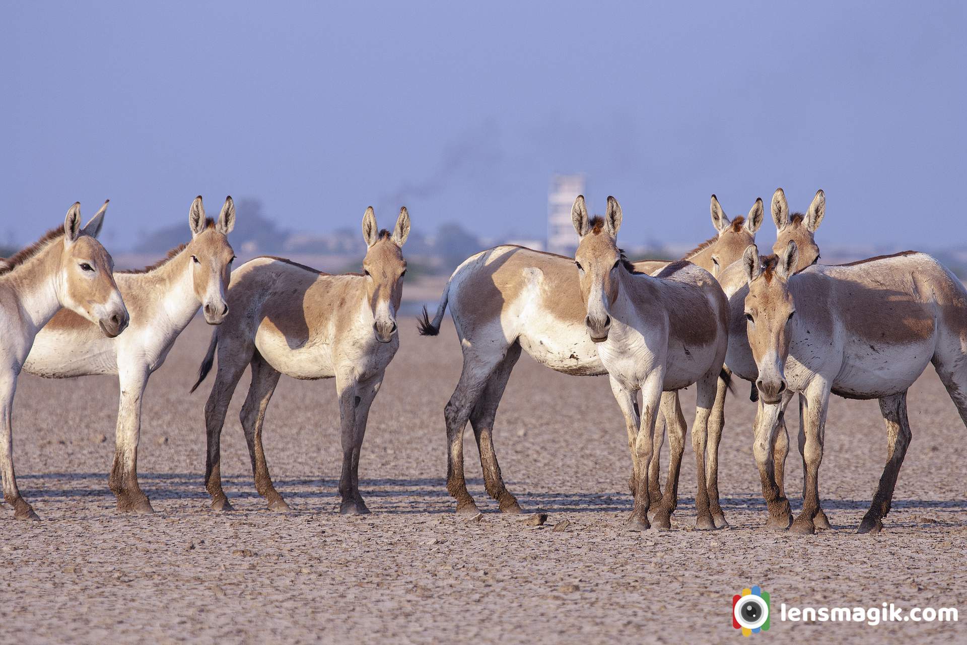 Wild ass Sanctuary