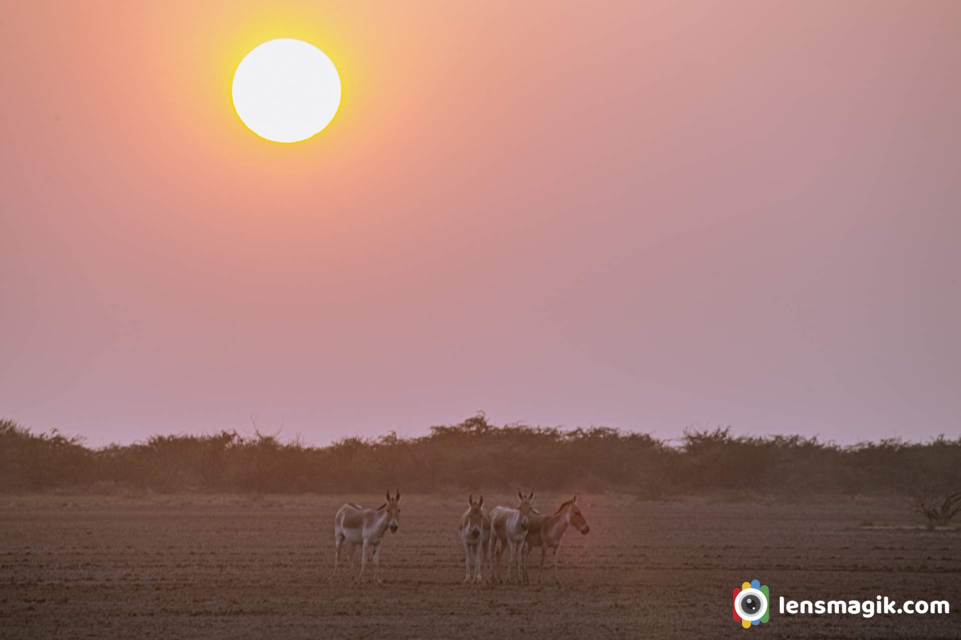 Little rann of kutch