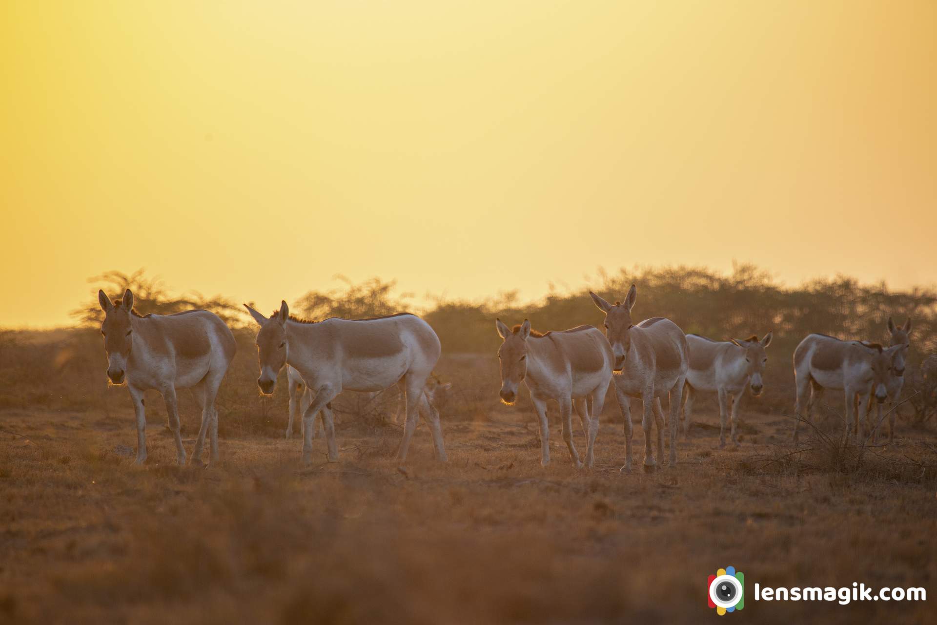 Colors of Rann