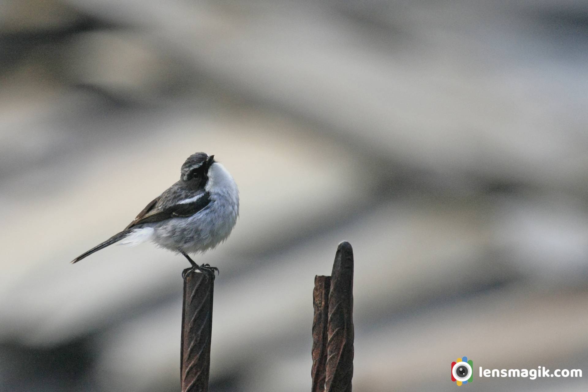 Birds of India