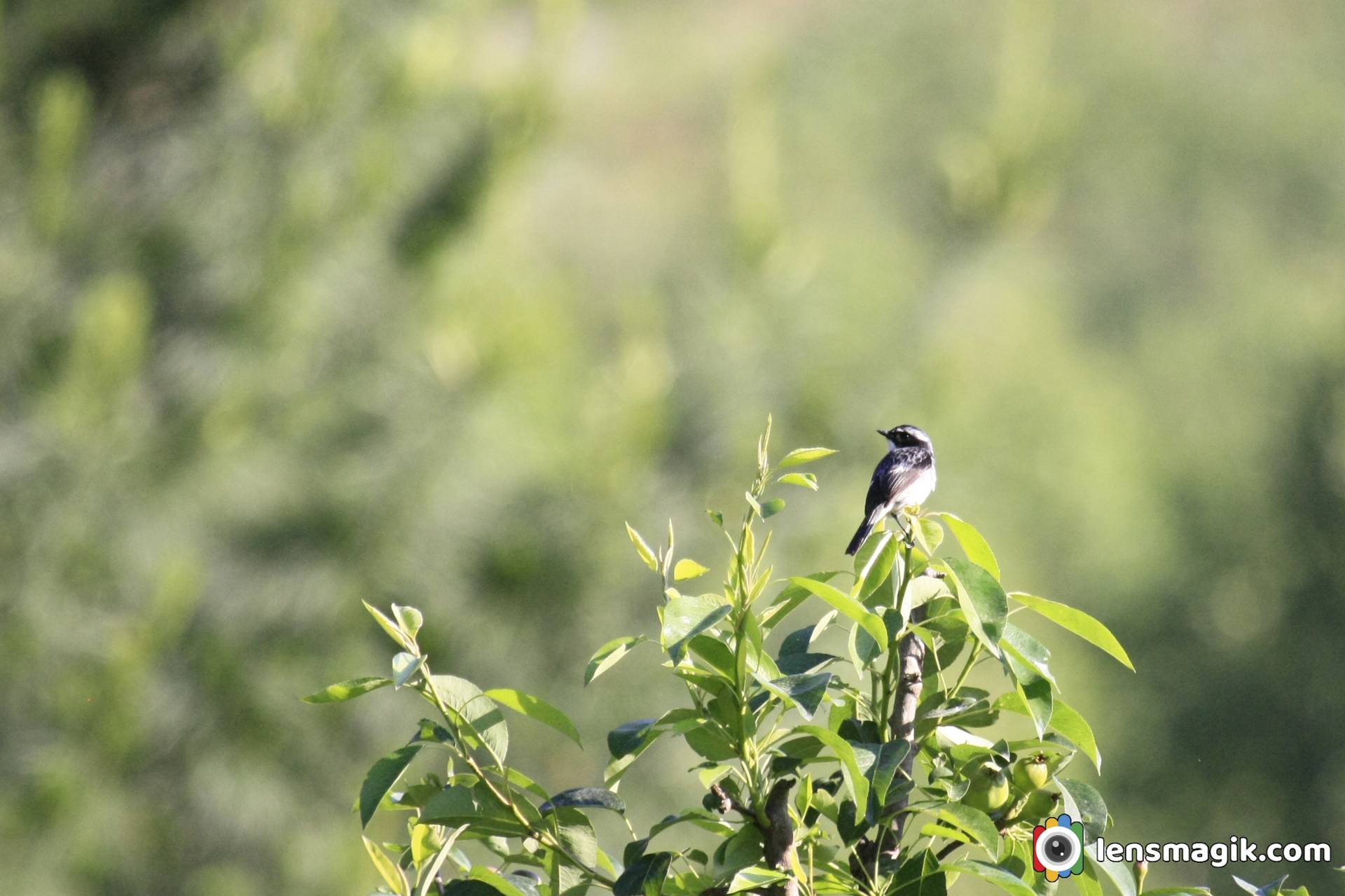 Manali Birds