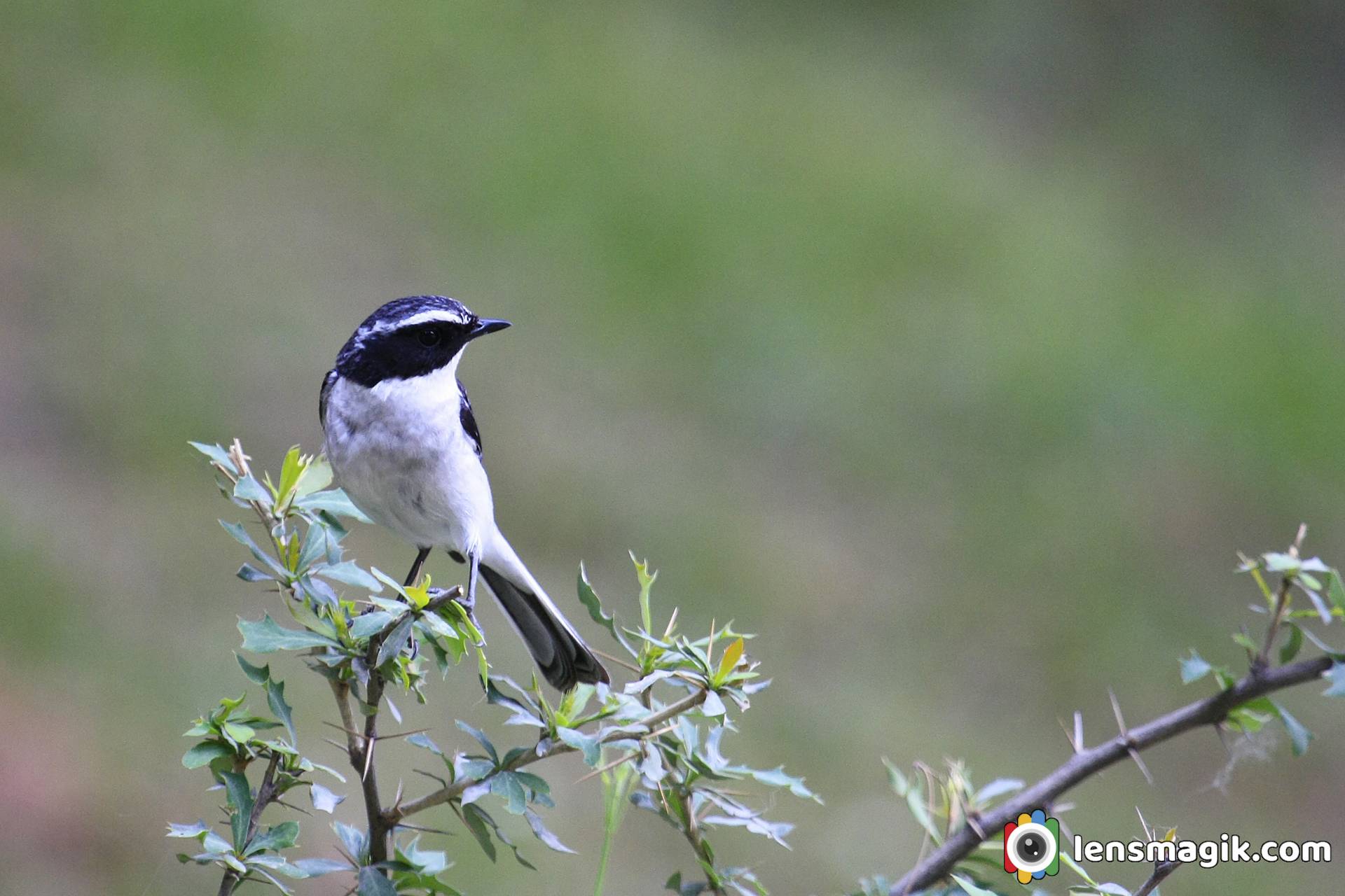 Black and White Birds