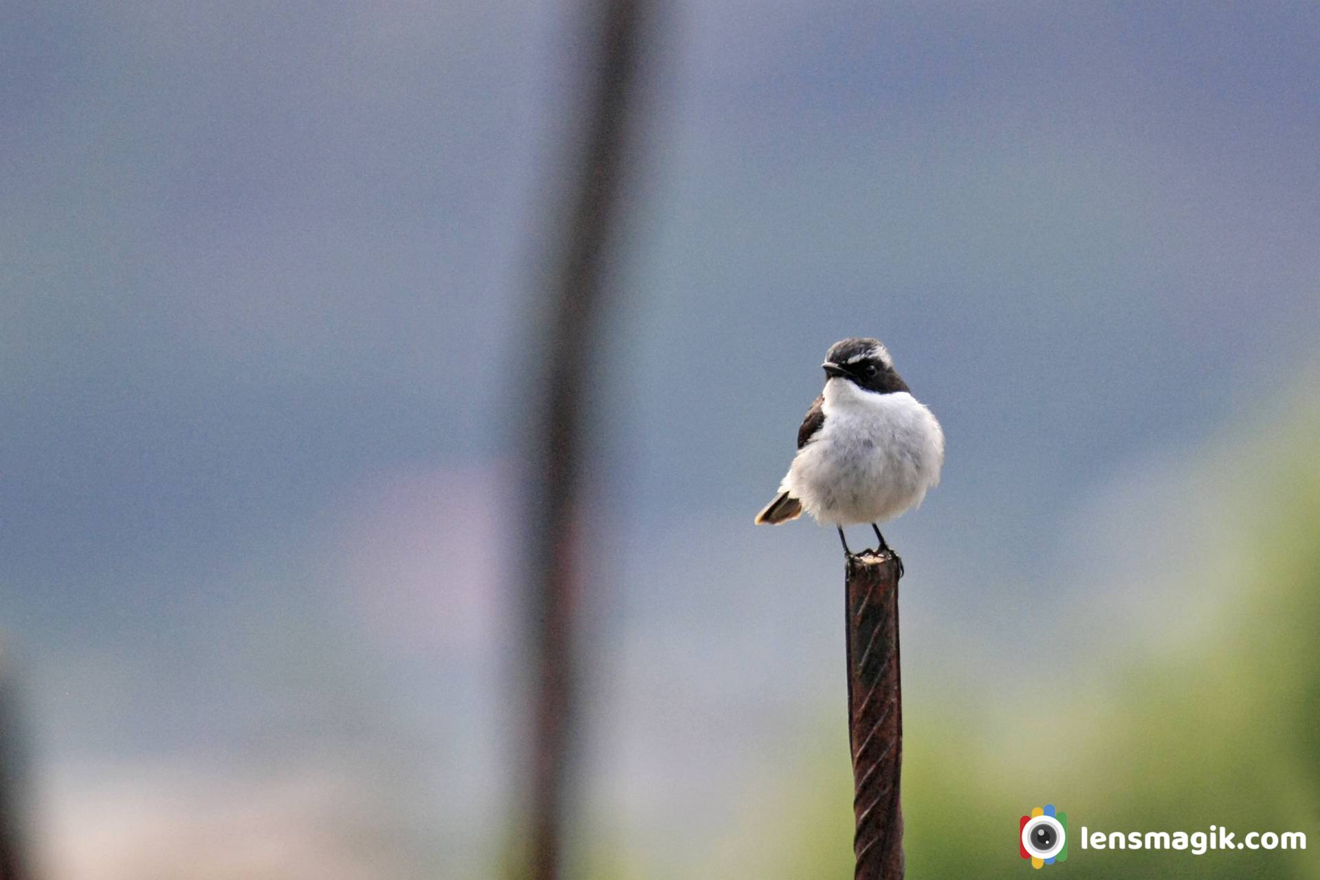 Flycatchers of India