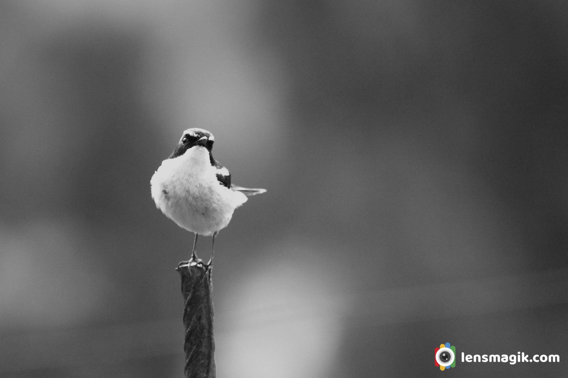 Himachal Pradesh Birds