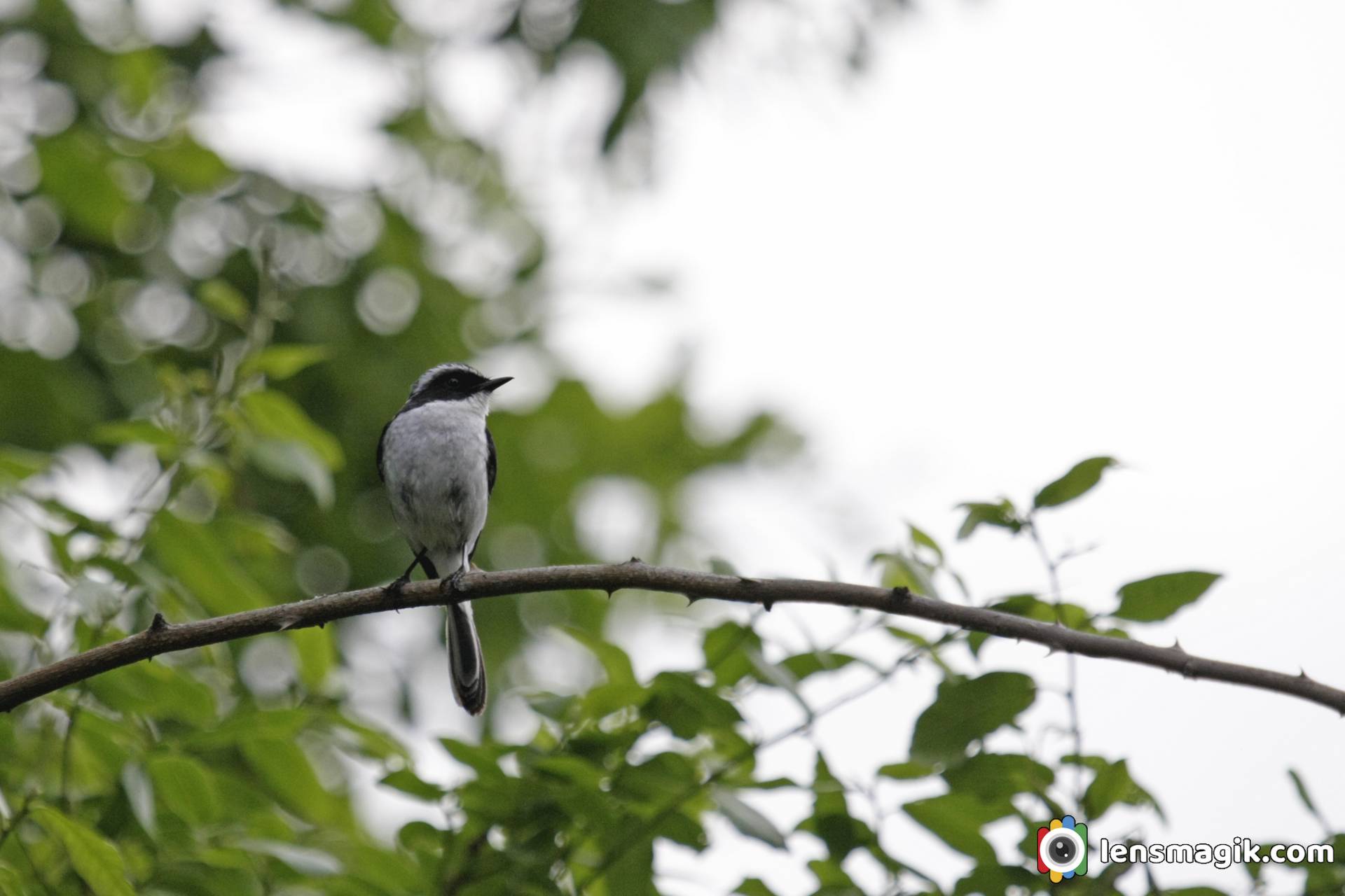 Pied Flycatcher