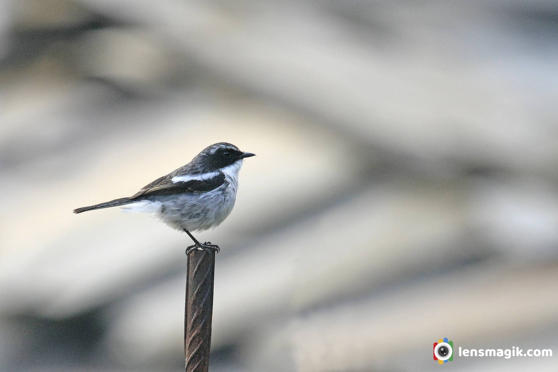 Himalayan Birds