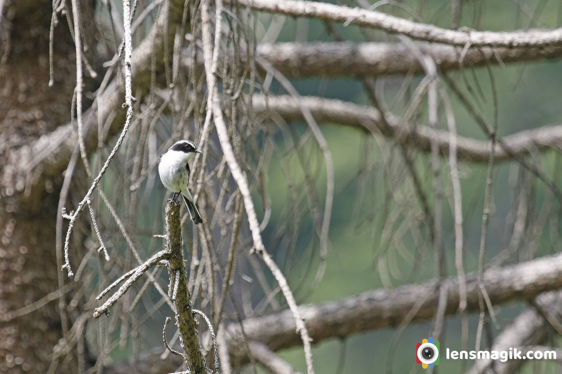 Identification of Little Pied Flycatcher