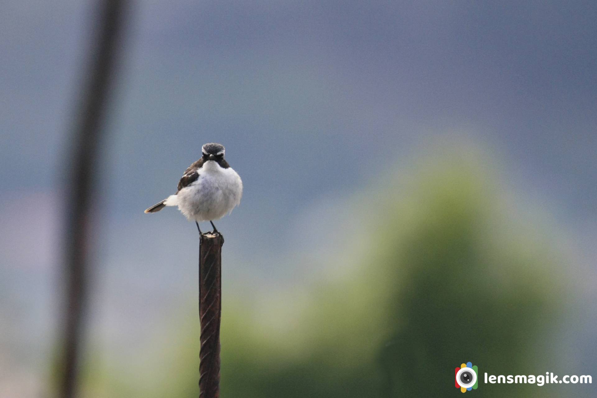 Birds of Manali