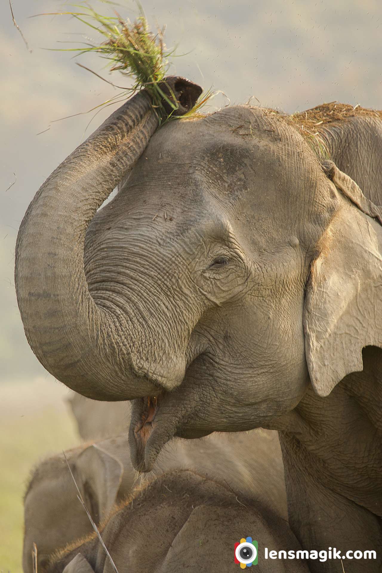 Elephant Trunk