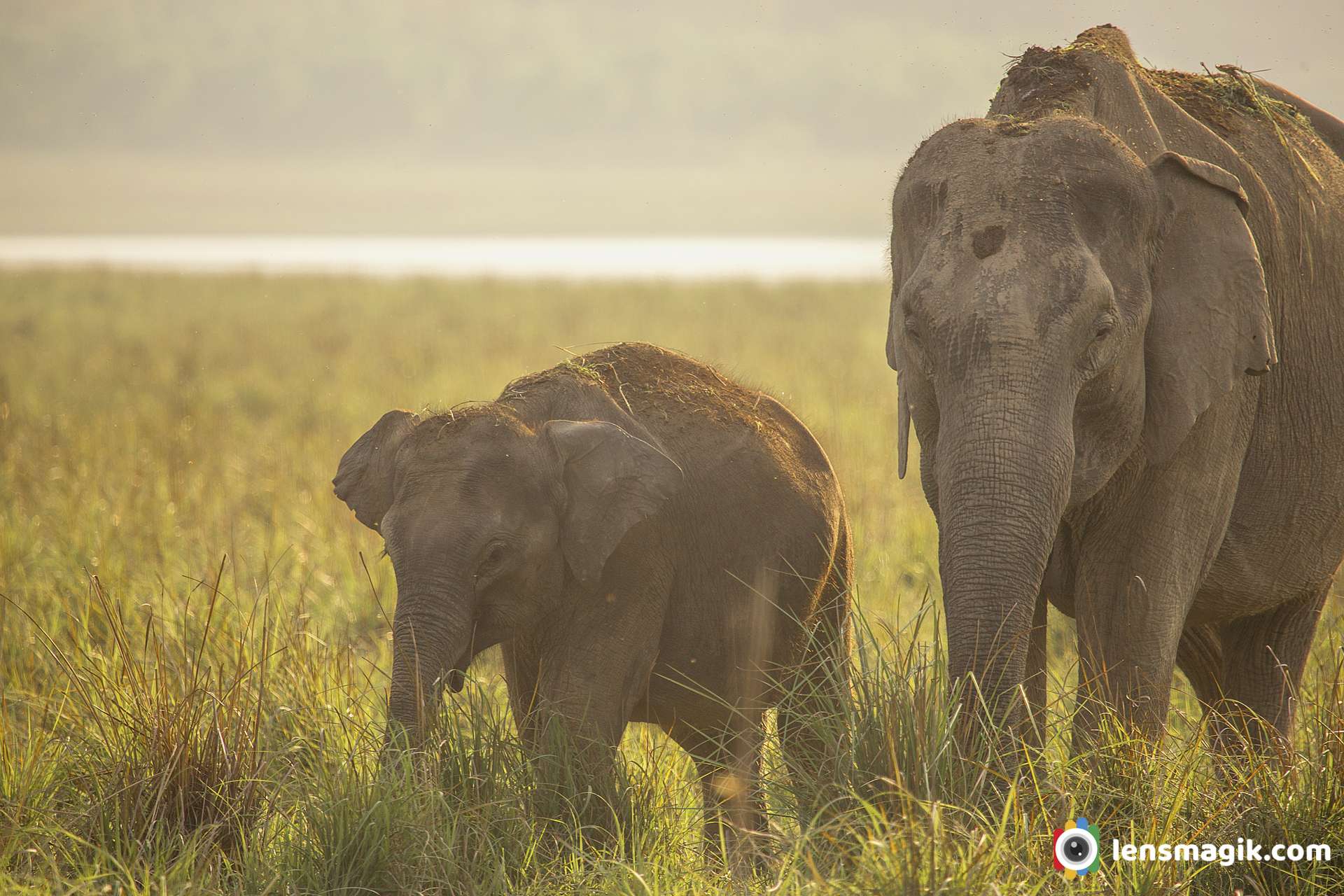 Elephant with cubs