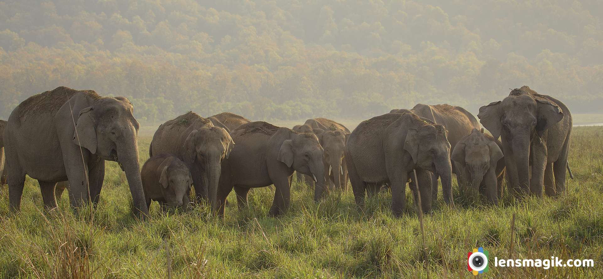 Elephant Group