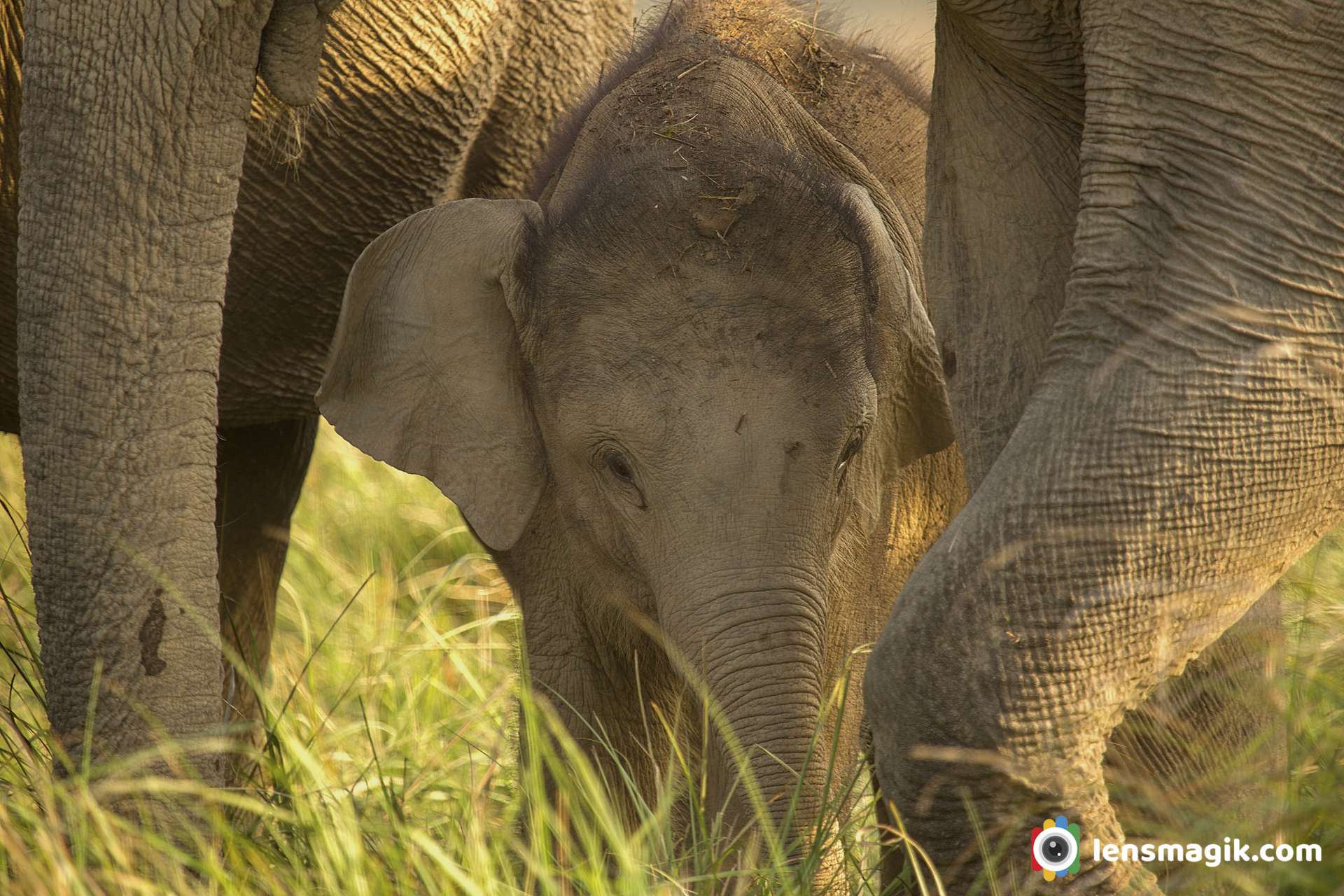 Elephant Cub