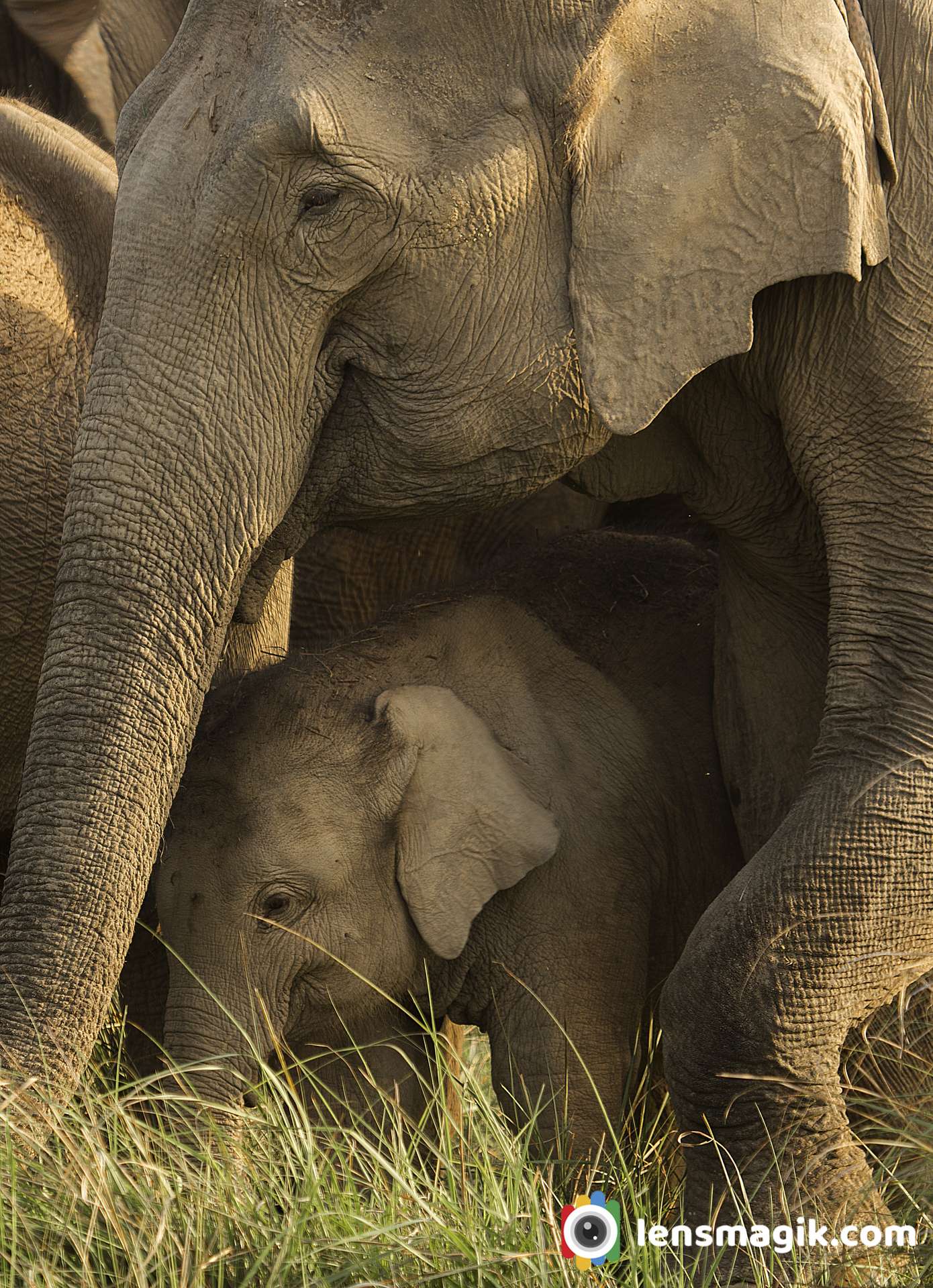 Corbett Safari