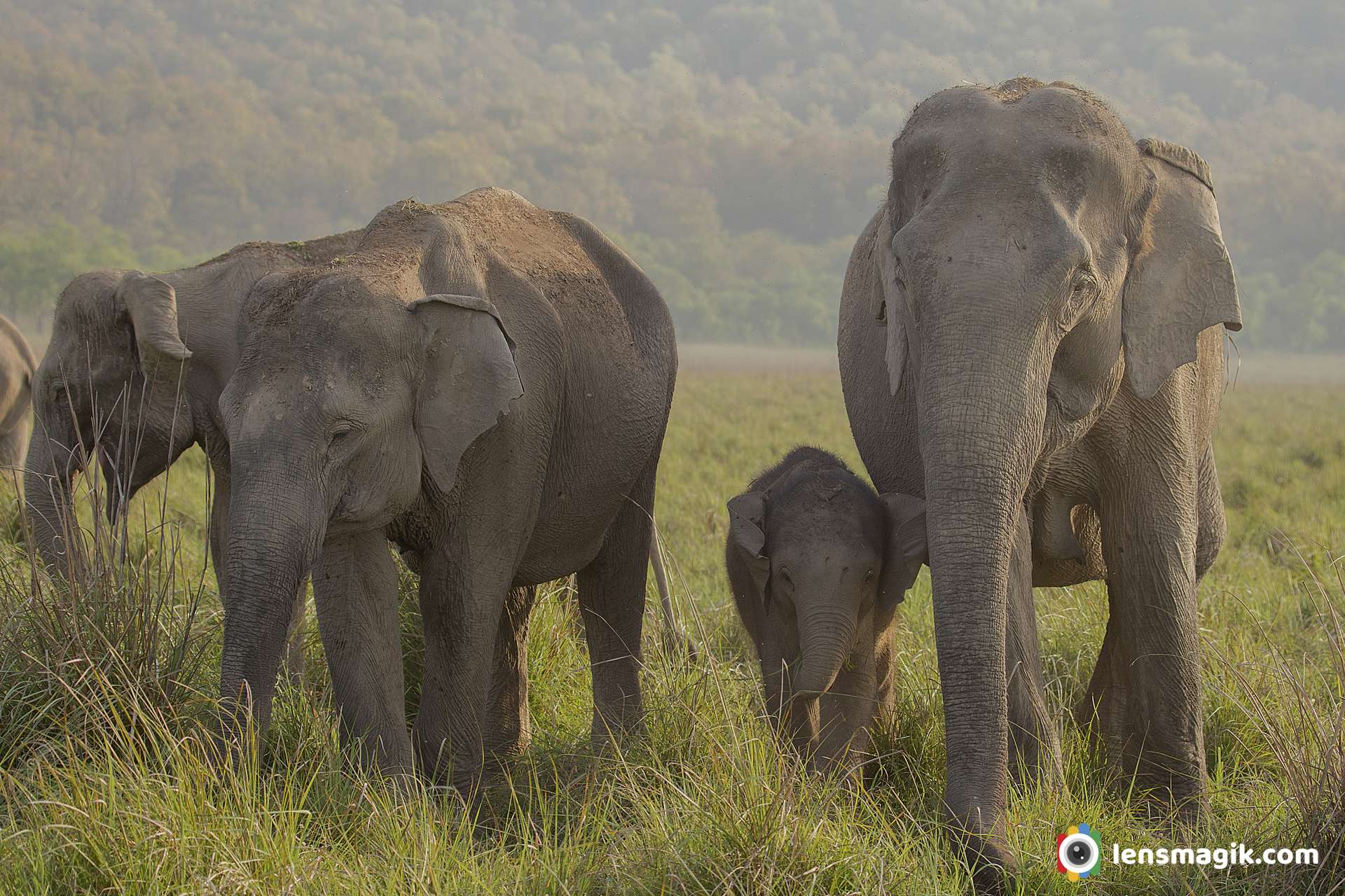 Corbett National Park Elephants