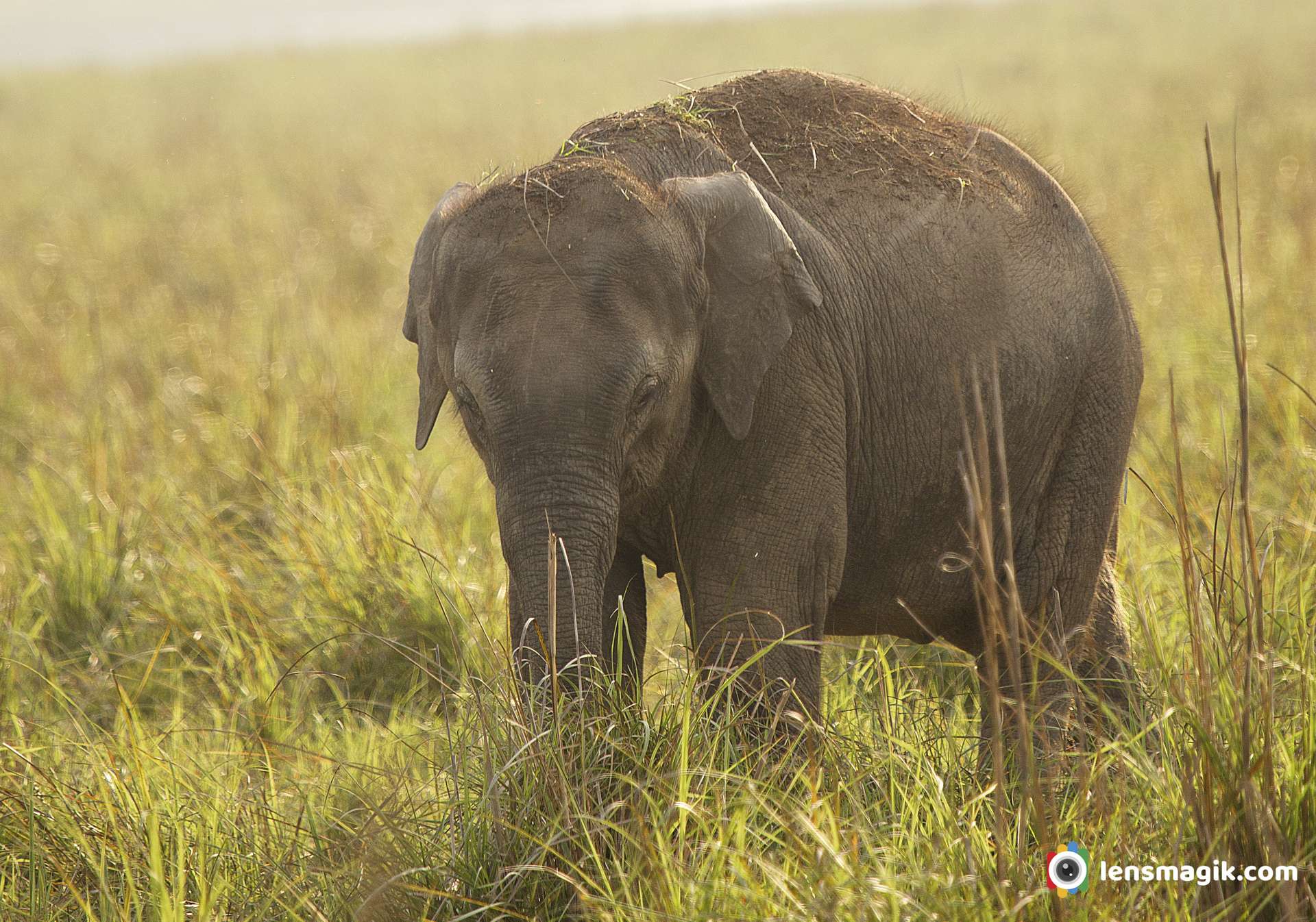 Indian Elephant Cub