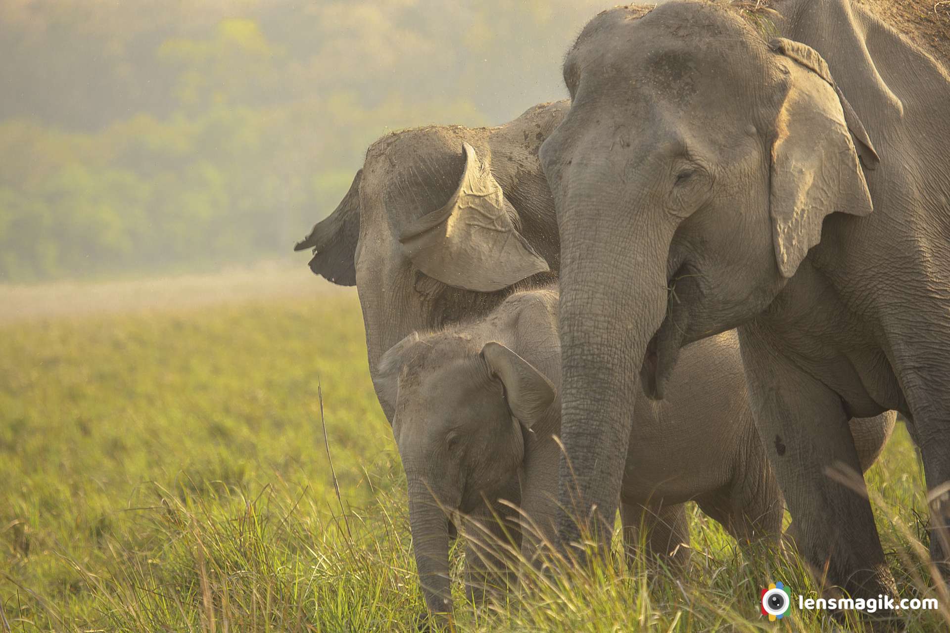 Asian elephant with cub