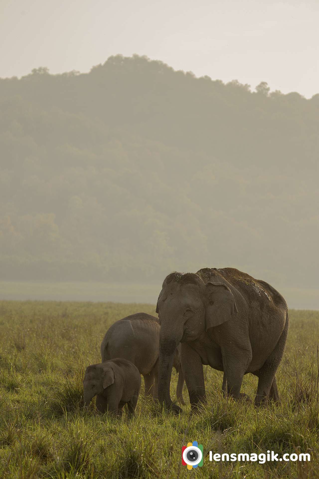 Elephant Landscapes