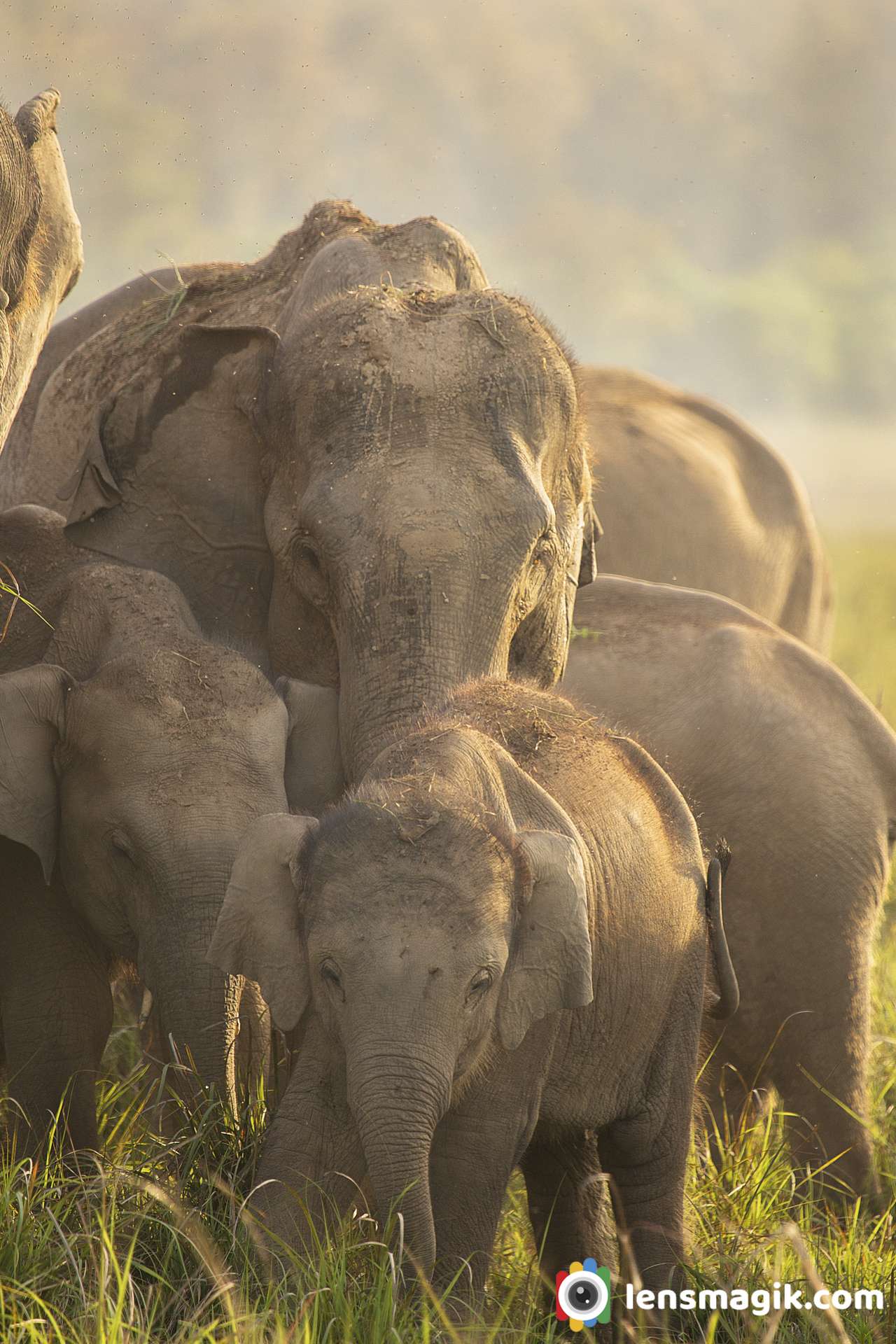 Indian Elephant