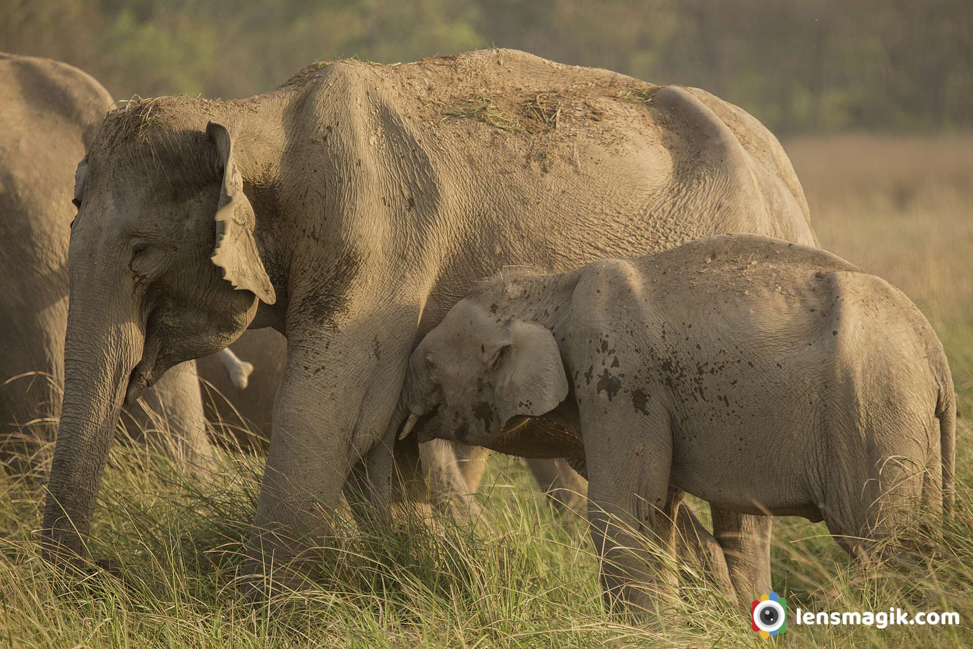 Wild Elephants