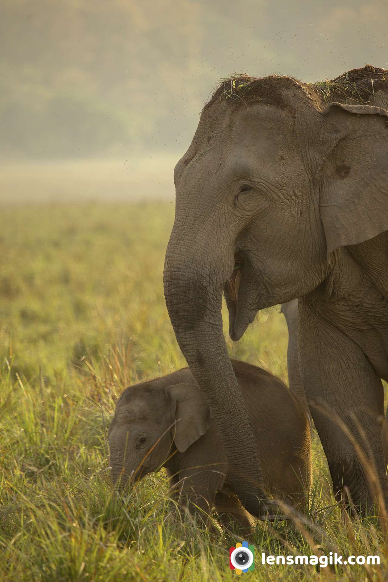 Elephants of India