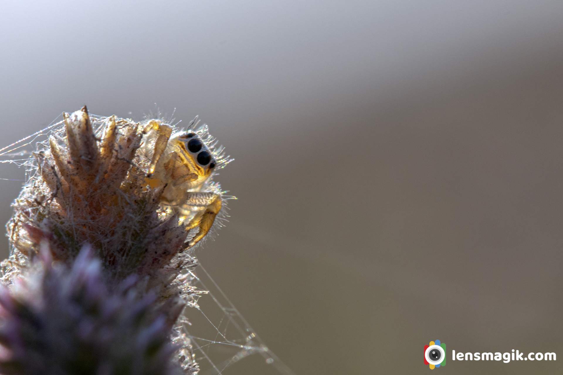 Jumping Spider Toxicity