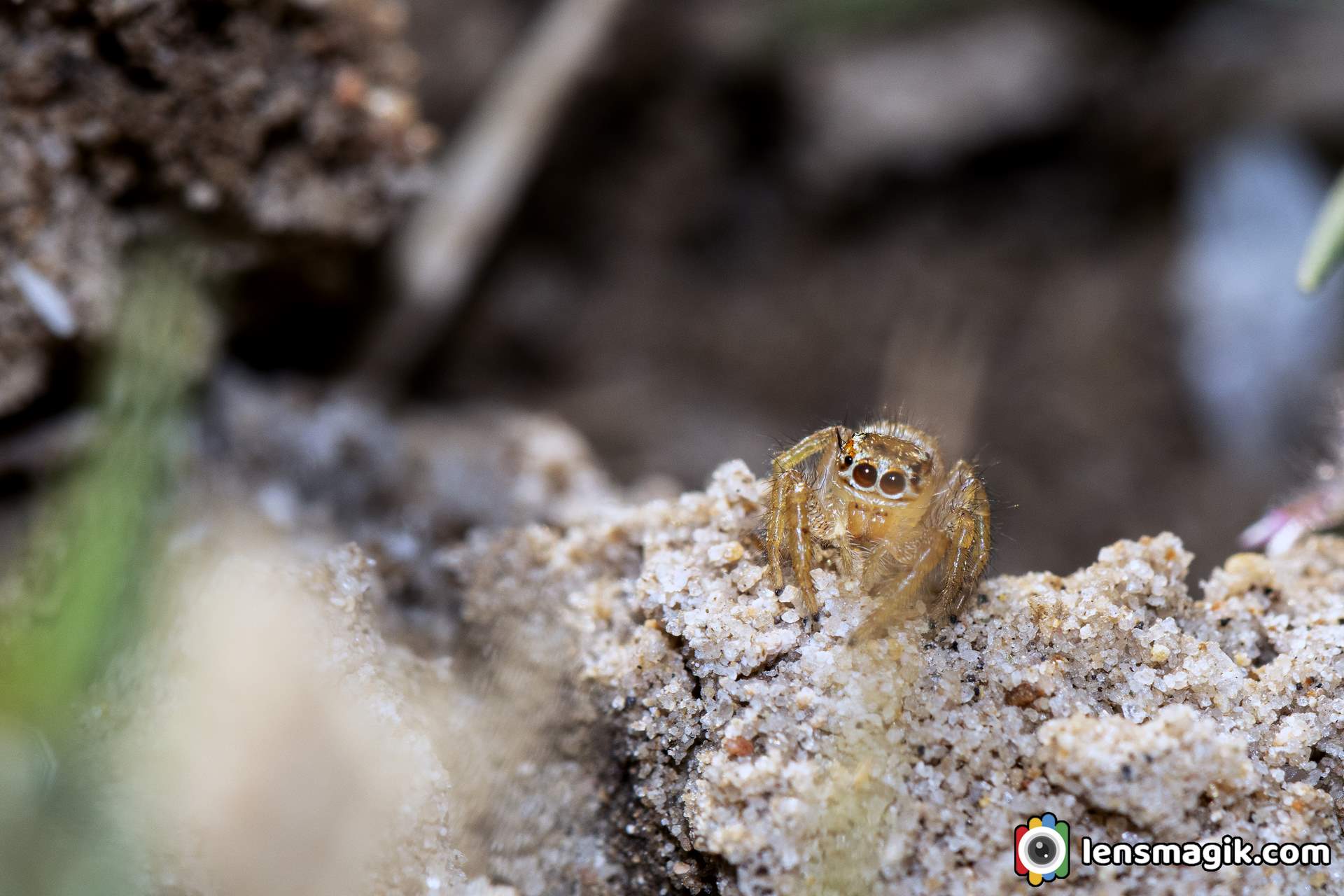 Spiders of Rann