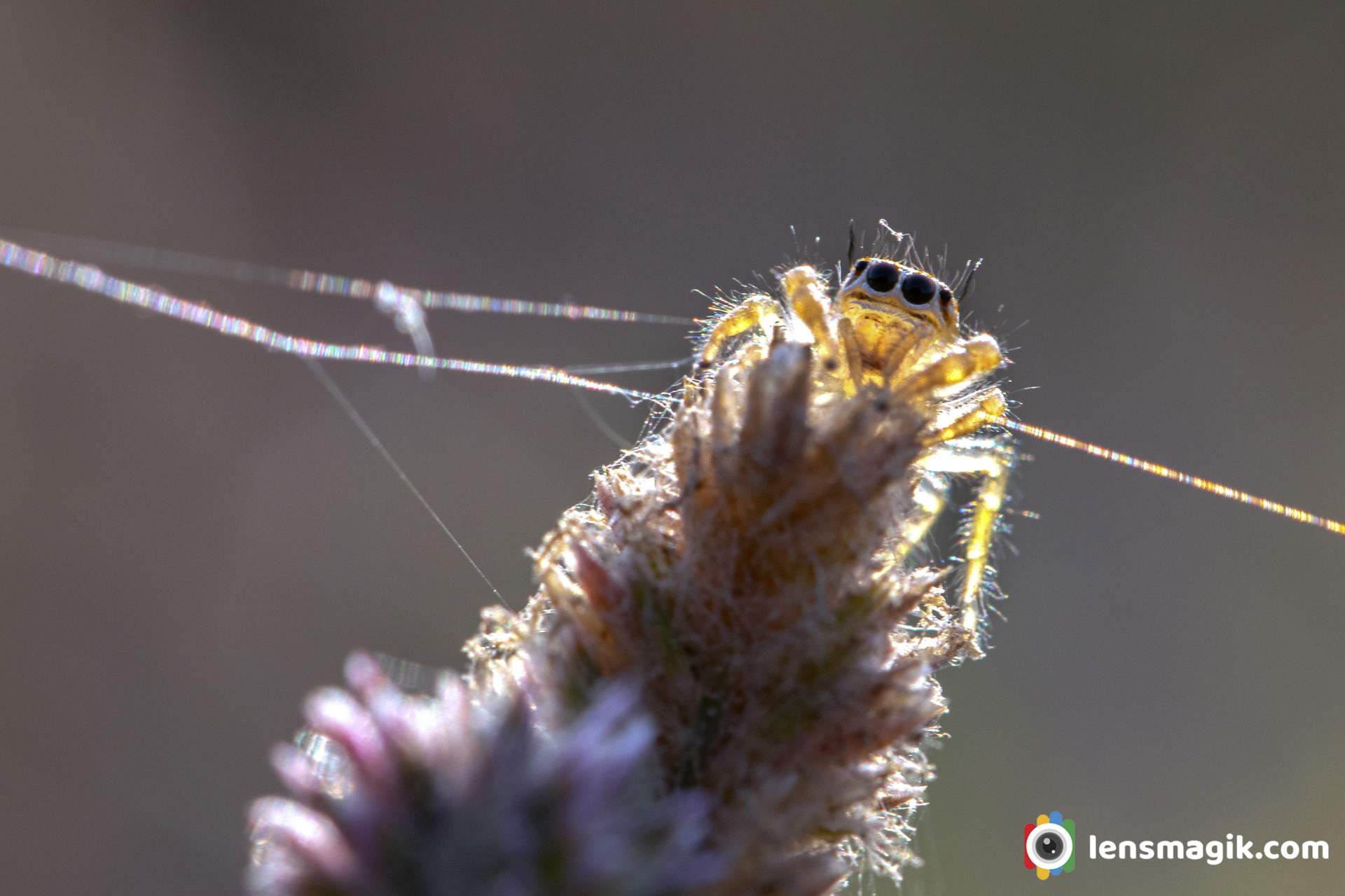 Spiders found In Gujarat