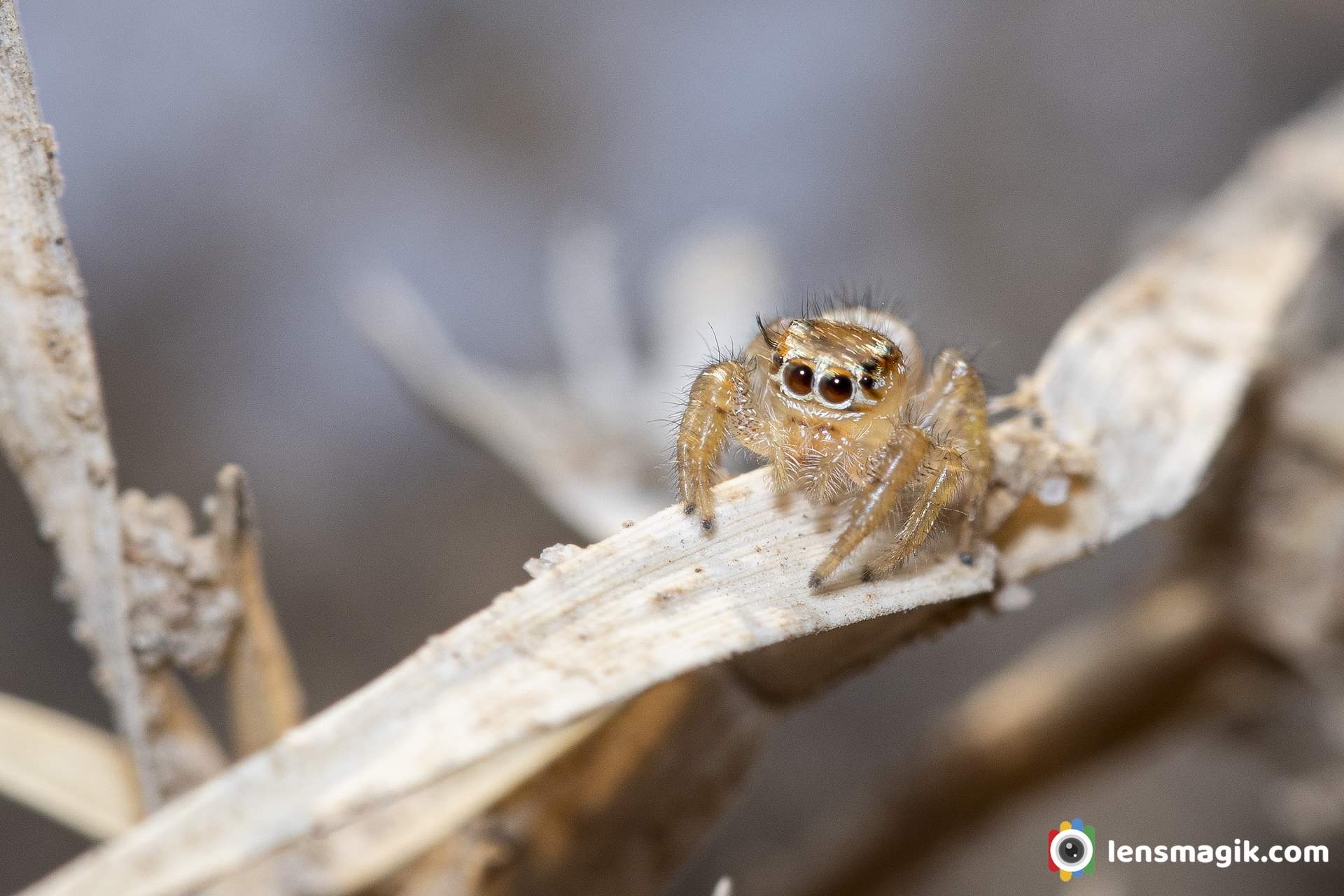 Jumping Spider Identity