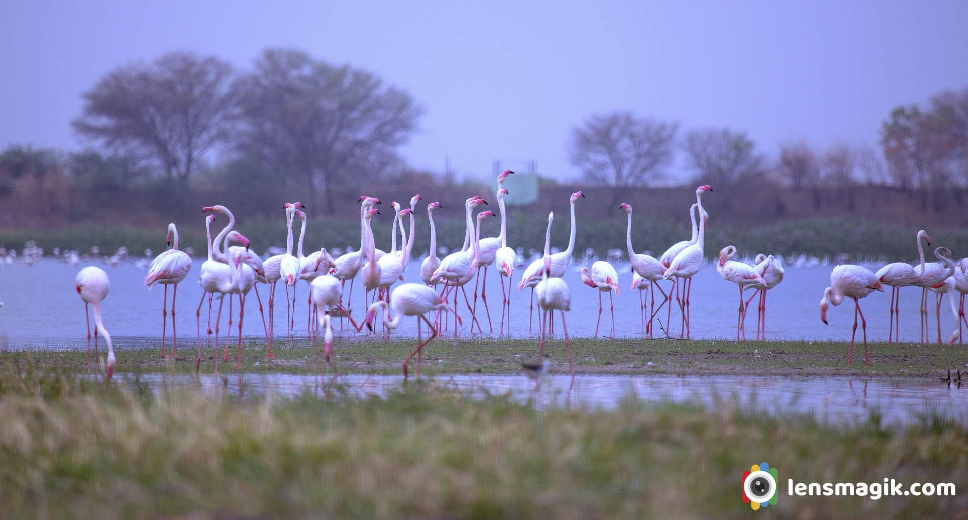 Birds of Gujarat