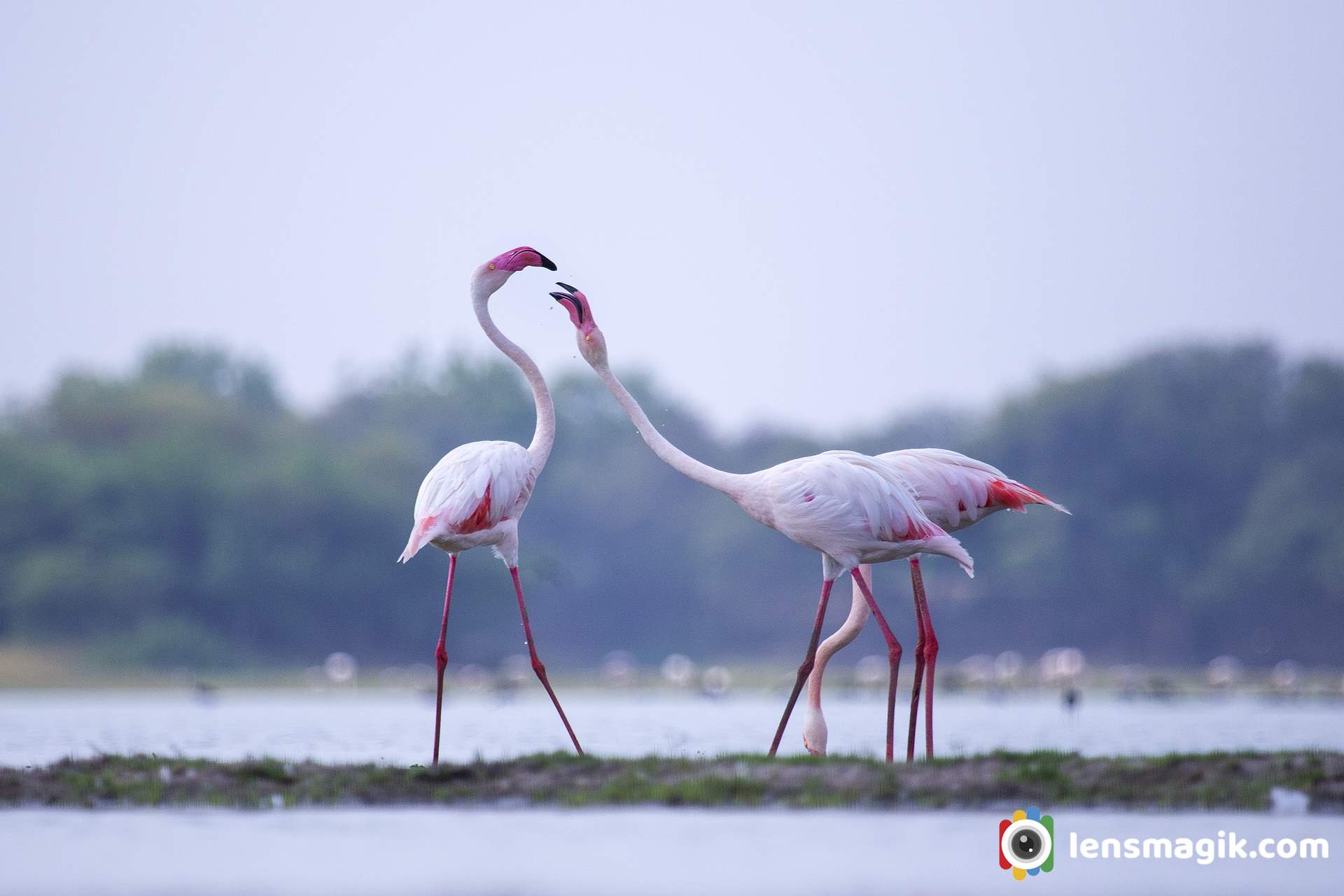 Flamingo Bird Photos