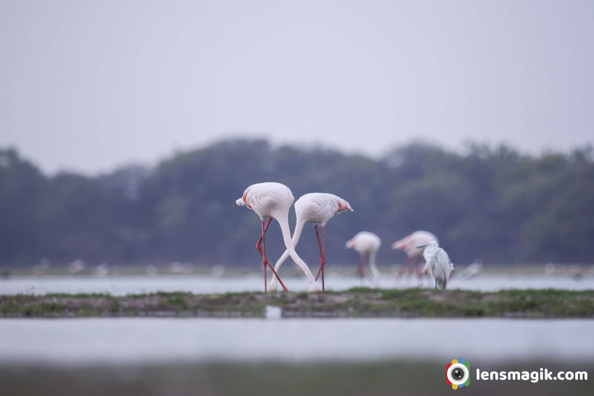 Difference Greater and lesser flamingo