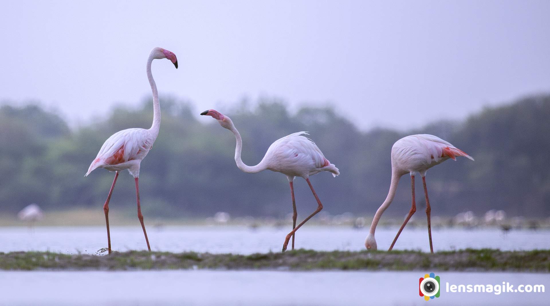 Flamingo Migration