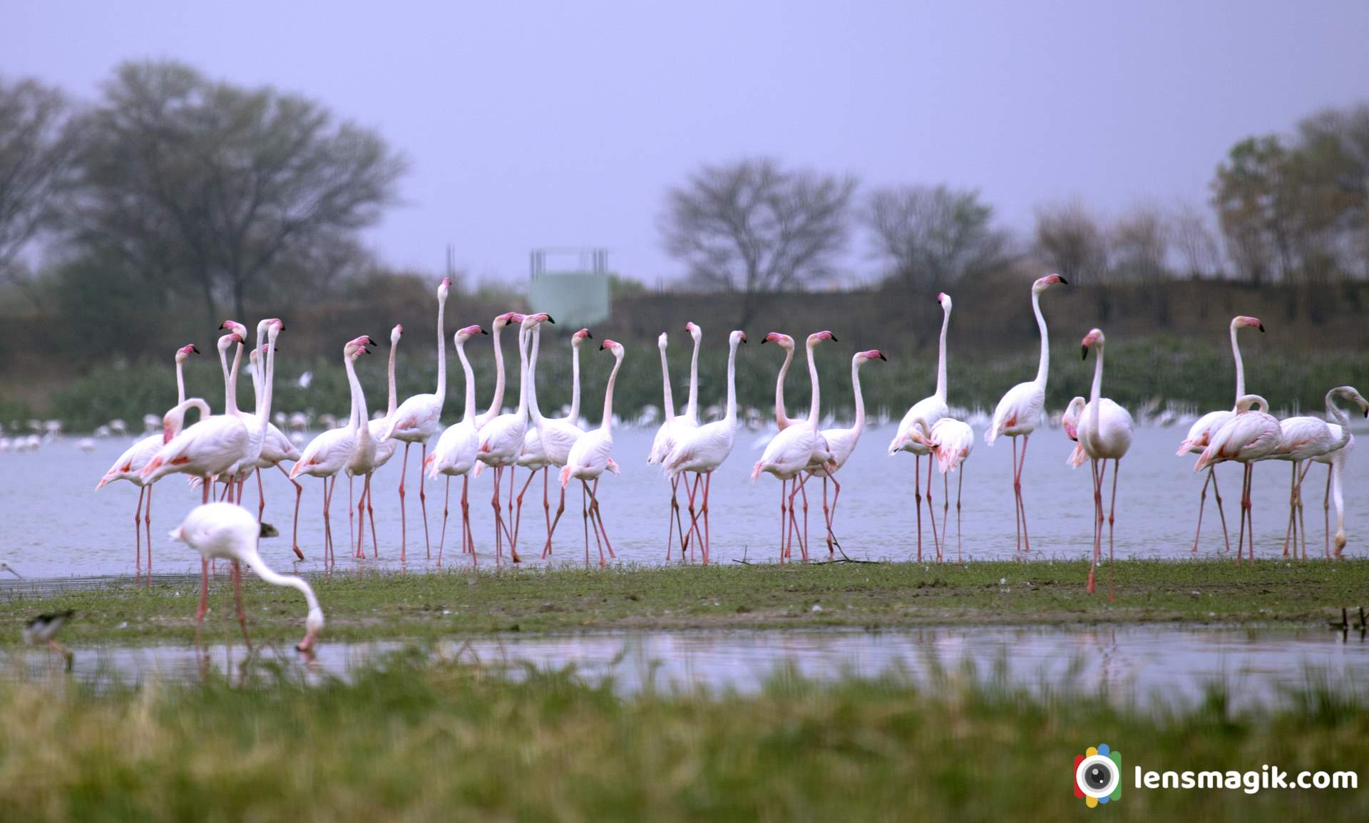 Flamingo bird