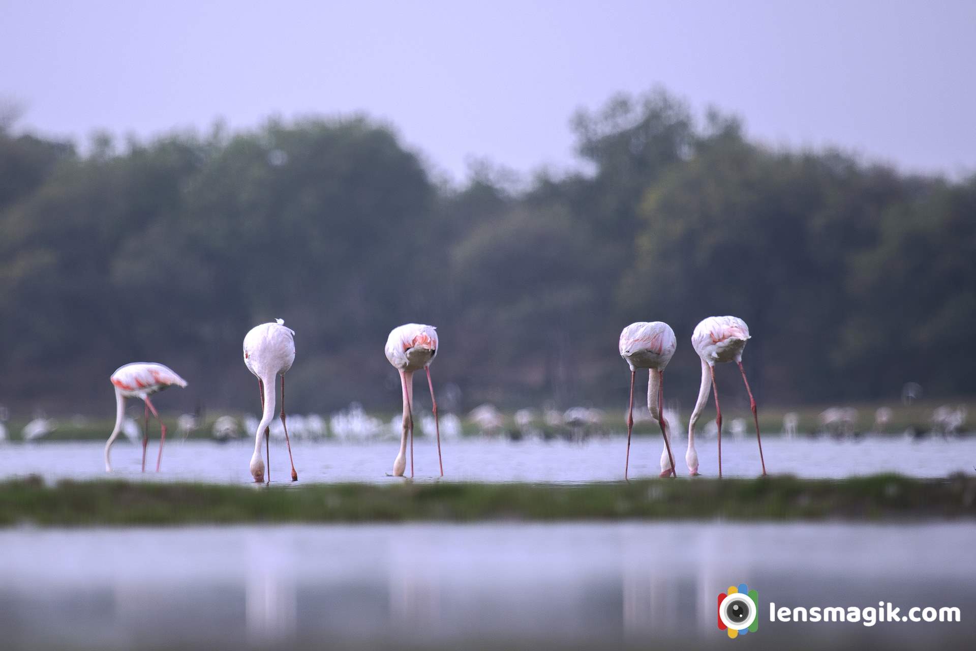 Flamingo residence in Gujarat