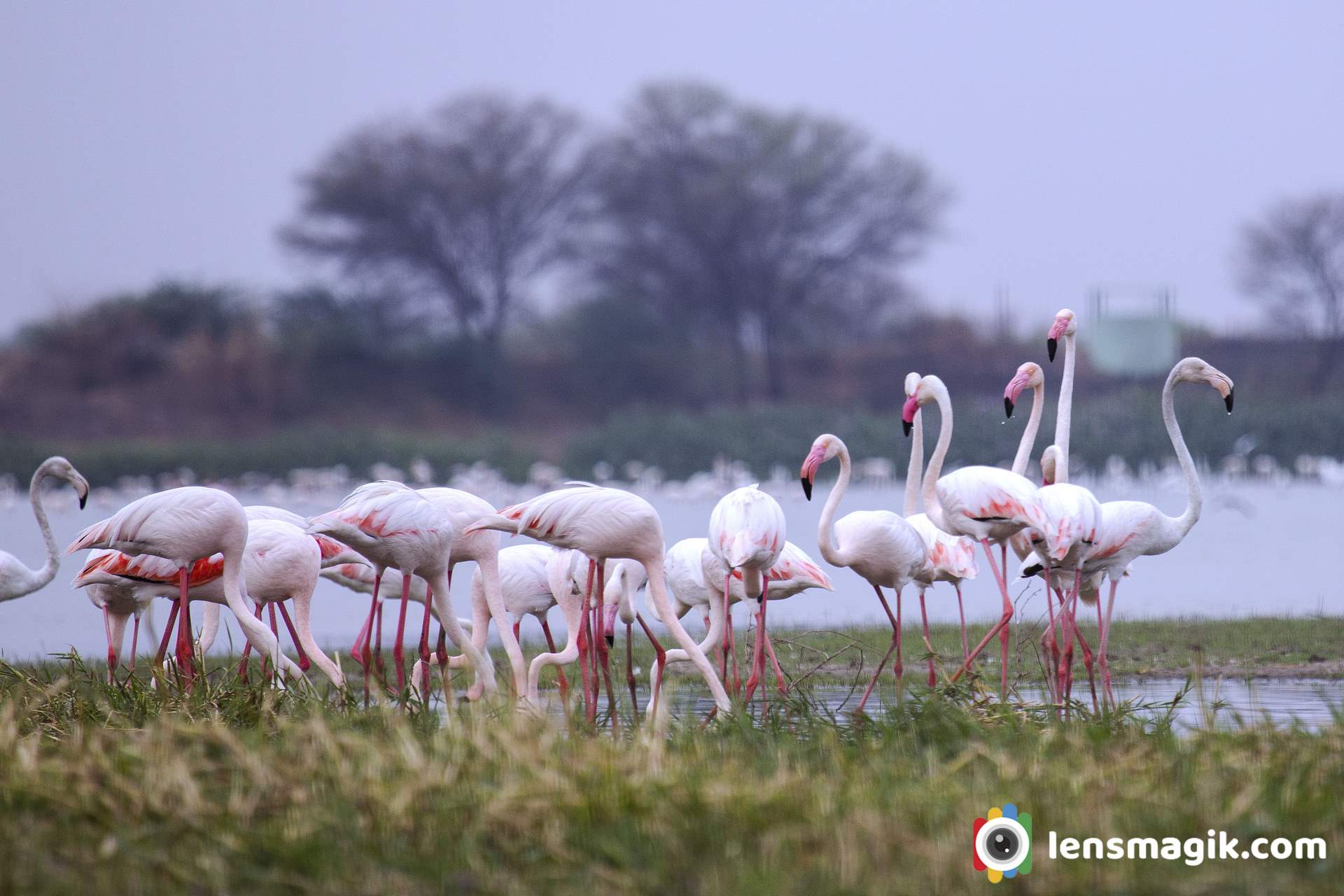 Greater Flamingo Group